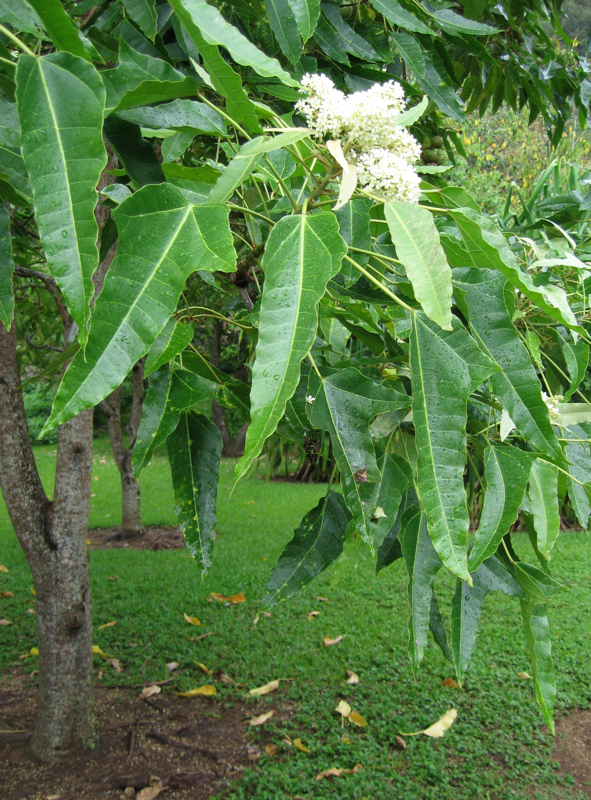 Aleurites moluccana   - 