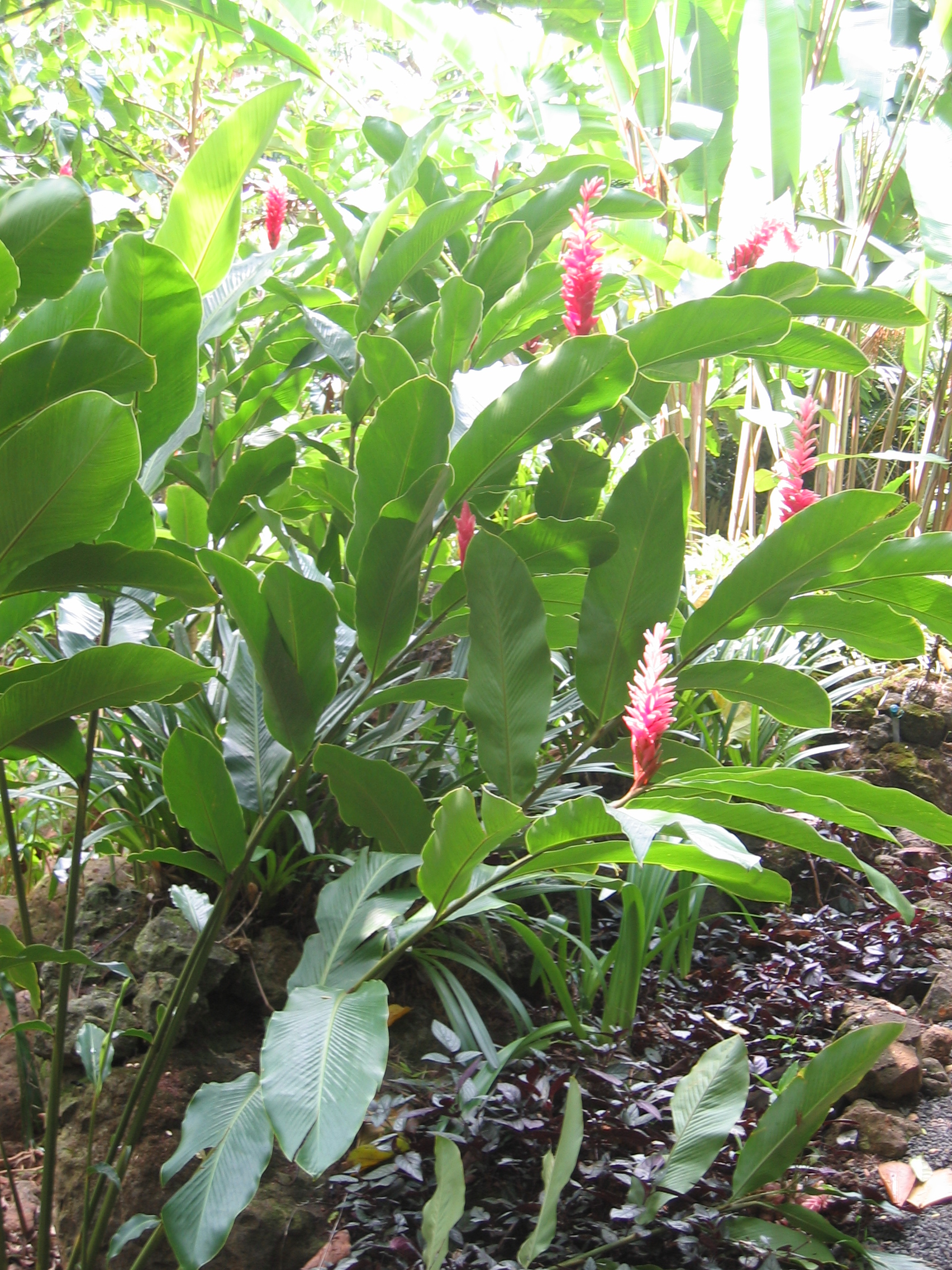 Alpinia purpurata  'Eileen MacDonald' - 