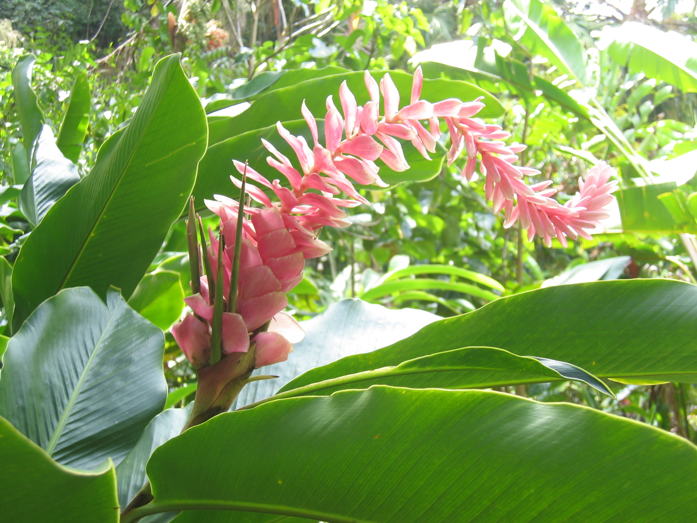 Alpinia purpurata  'Eileen MacDonald' - 
