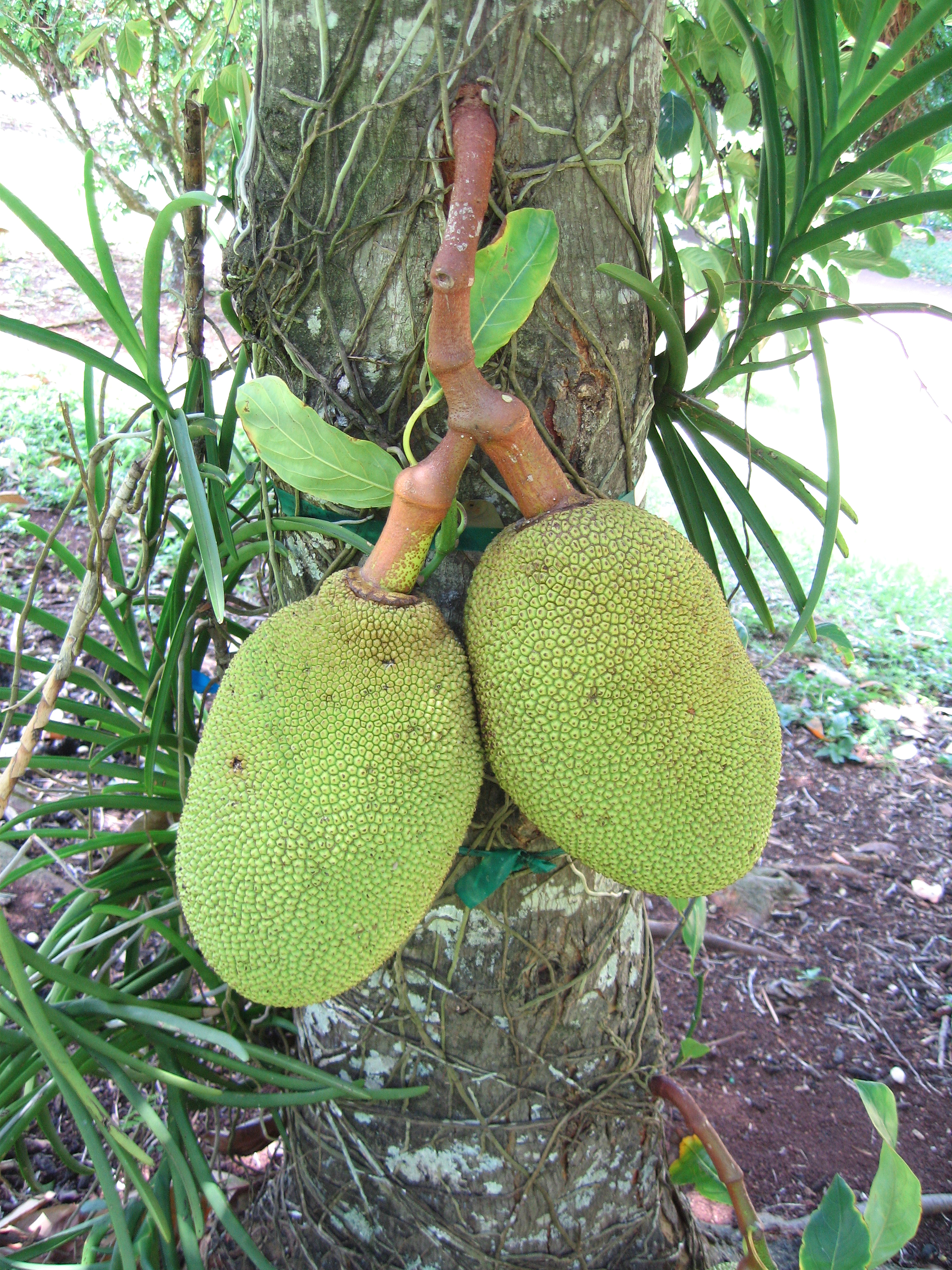 Artocarpus heterophyllus   - 