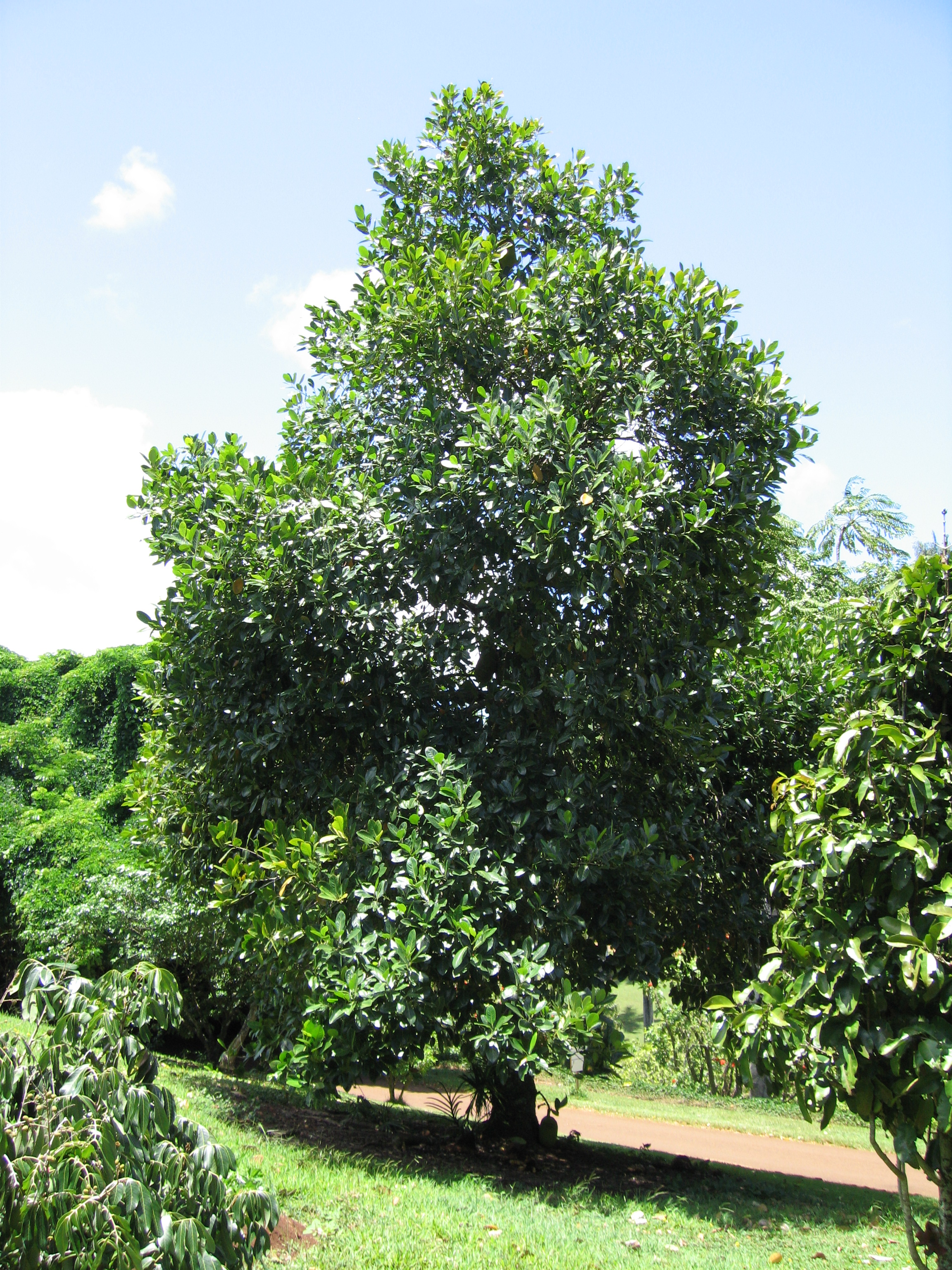 Artocarpus heterophyllus   - 