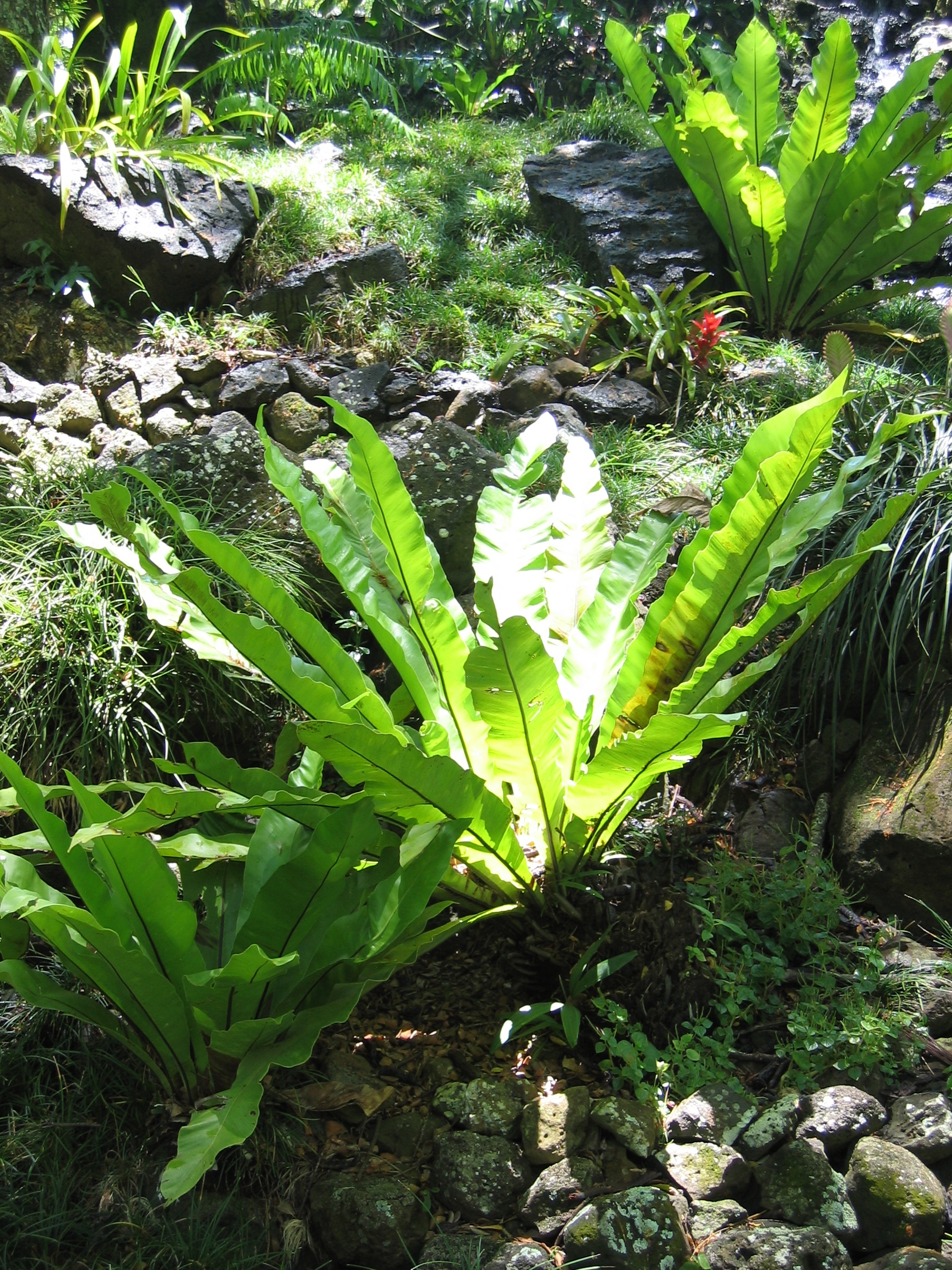 Asplenium nidus   - 