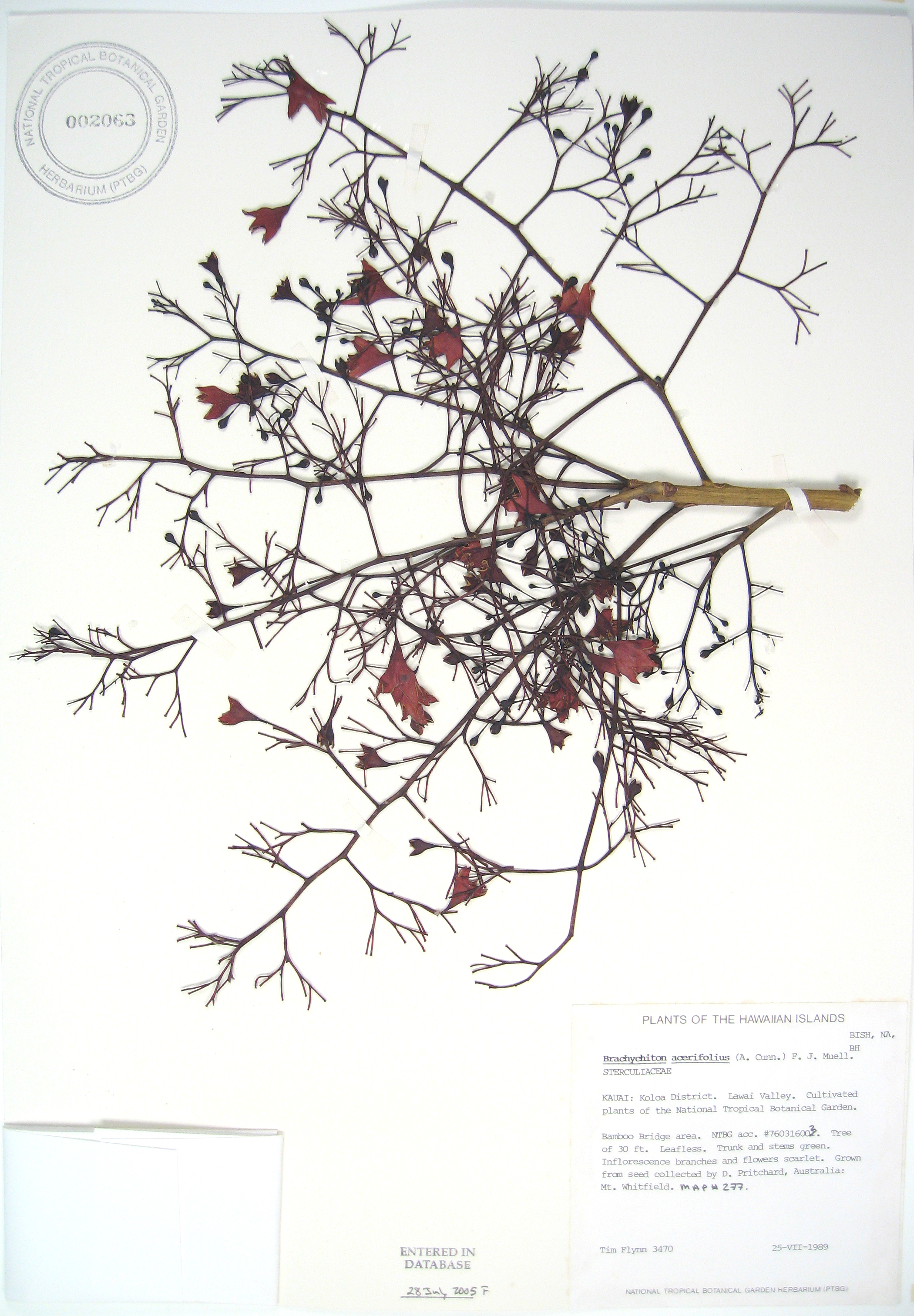 Brachychiton acerifolius   - 