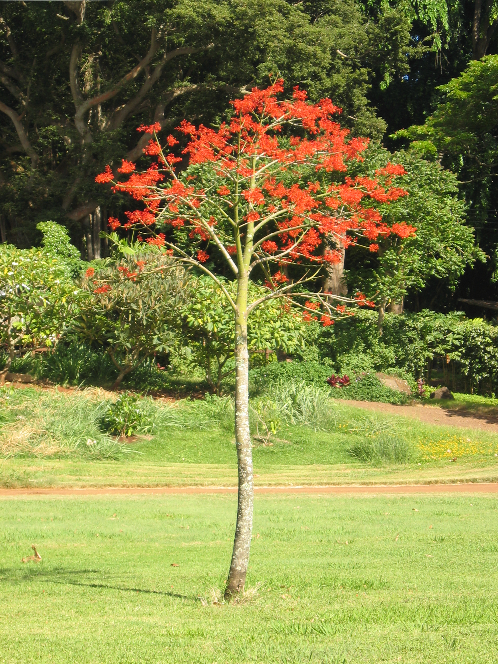 Brachychiton acerifolius   - Habit, young flowering tree