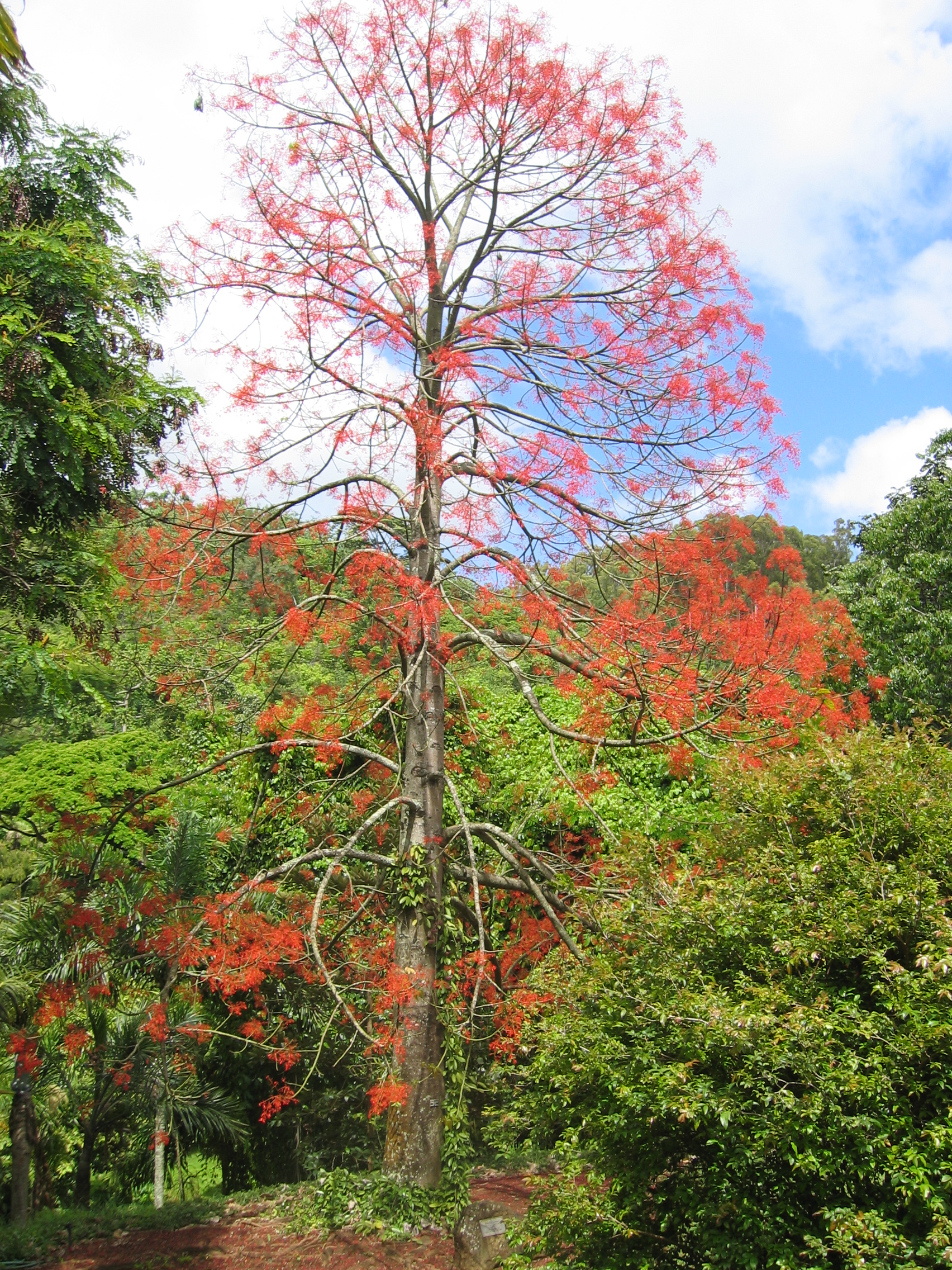 Brachychiton acerifolius   - Habit, leafless flowering tree
