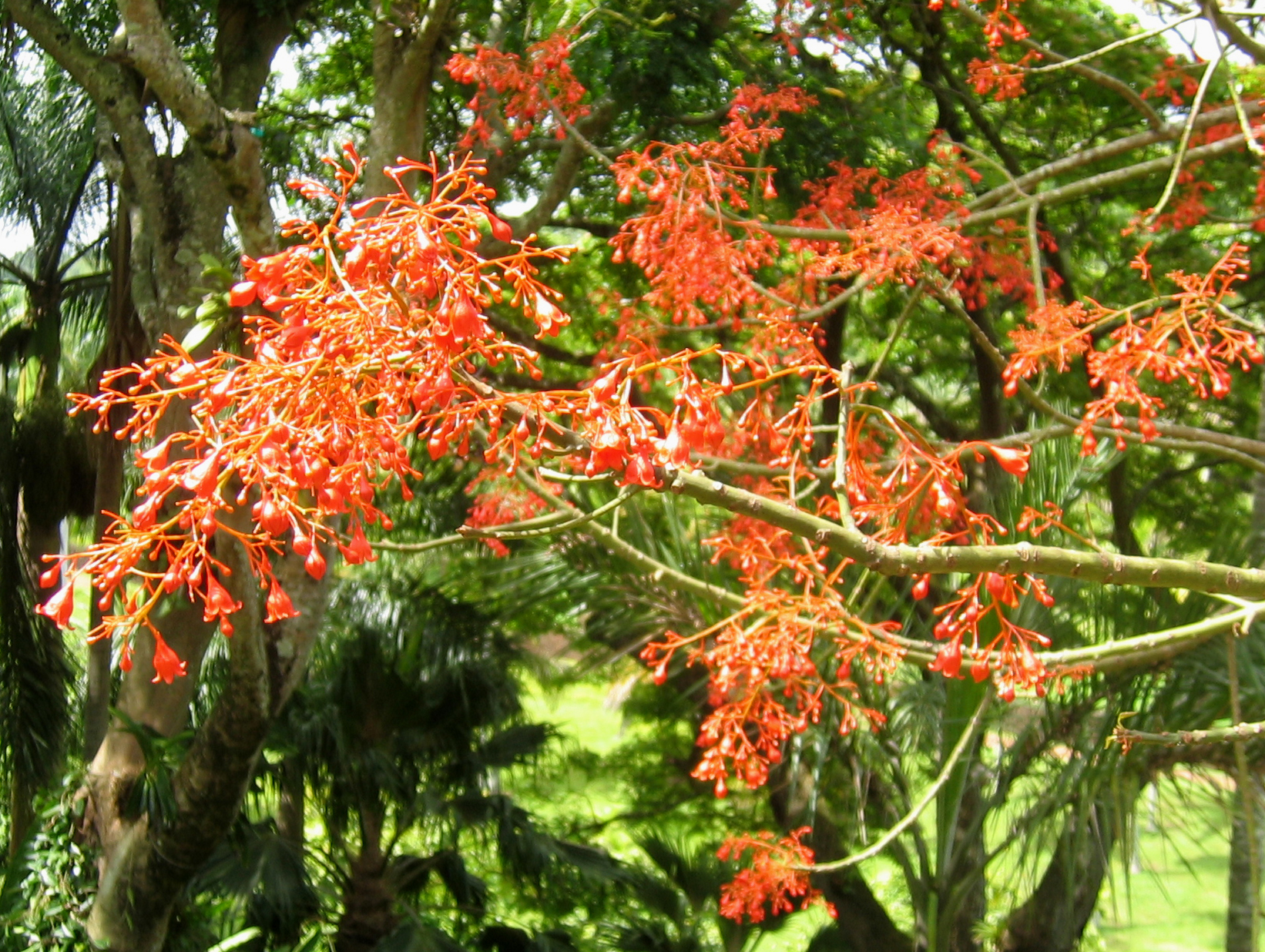 Brachychiton acerifolius   - Flowering branches