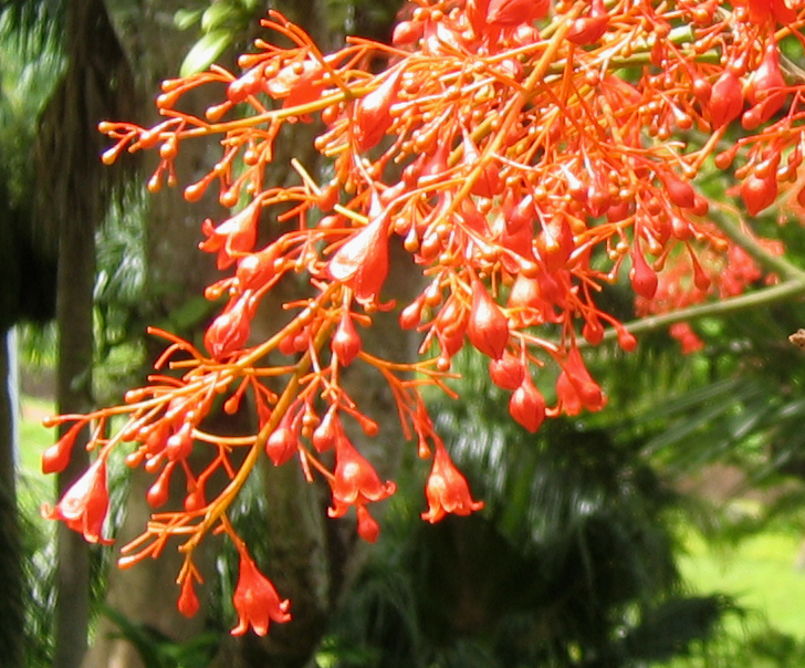 Brachychiton acerifolius   - Inflorescence