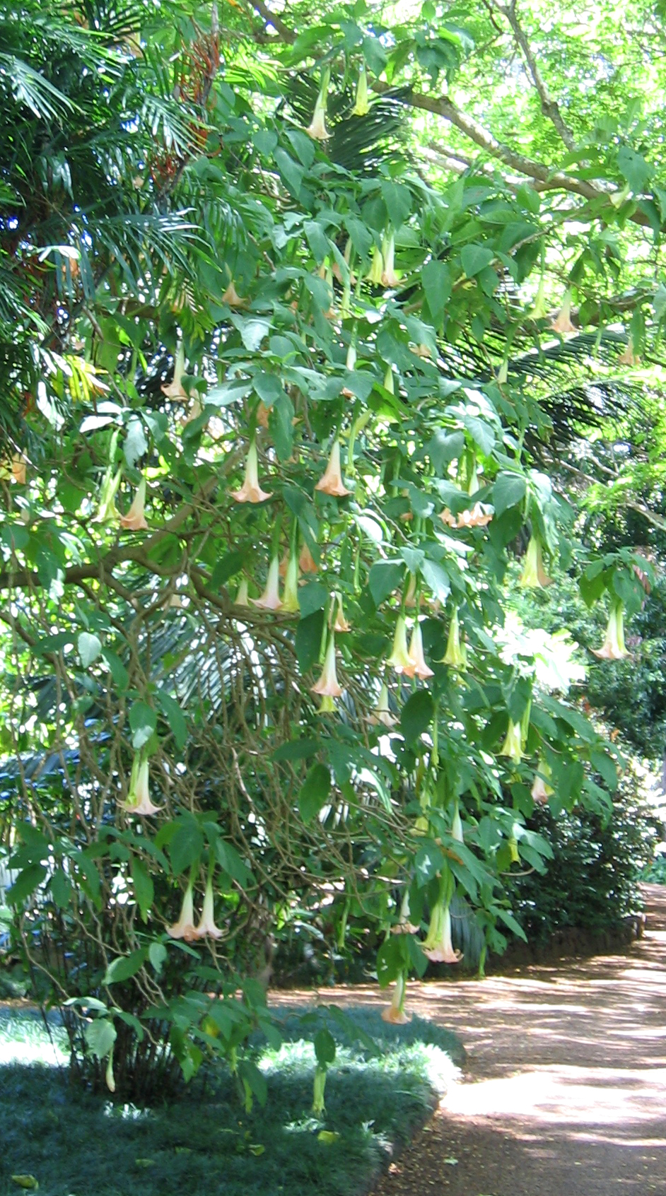 Brugmansia x candida   - 