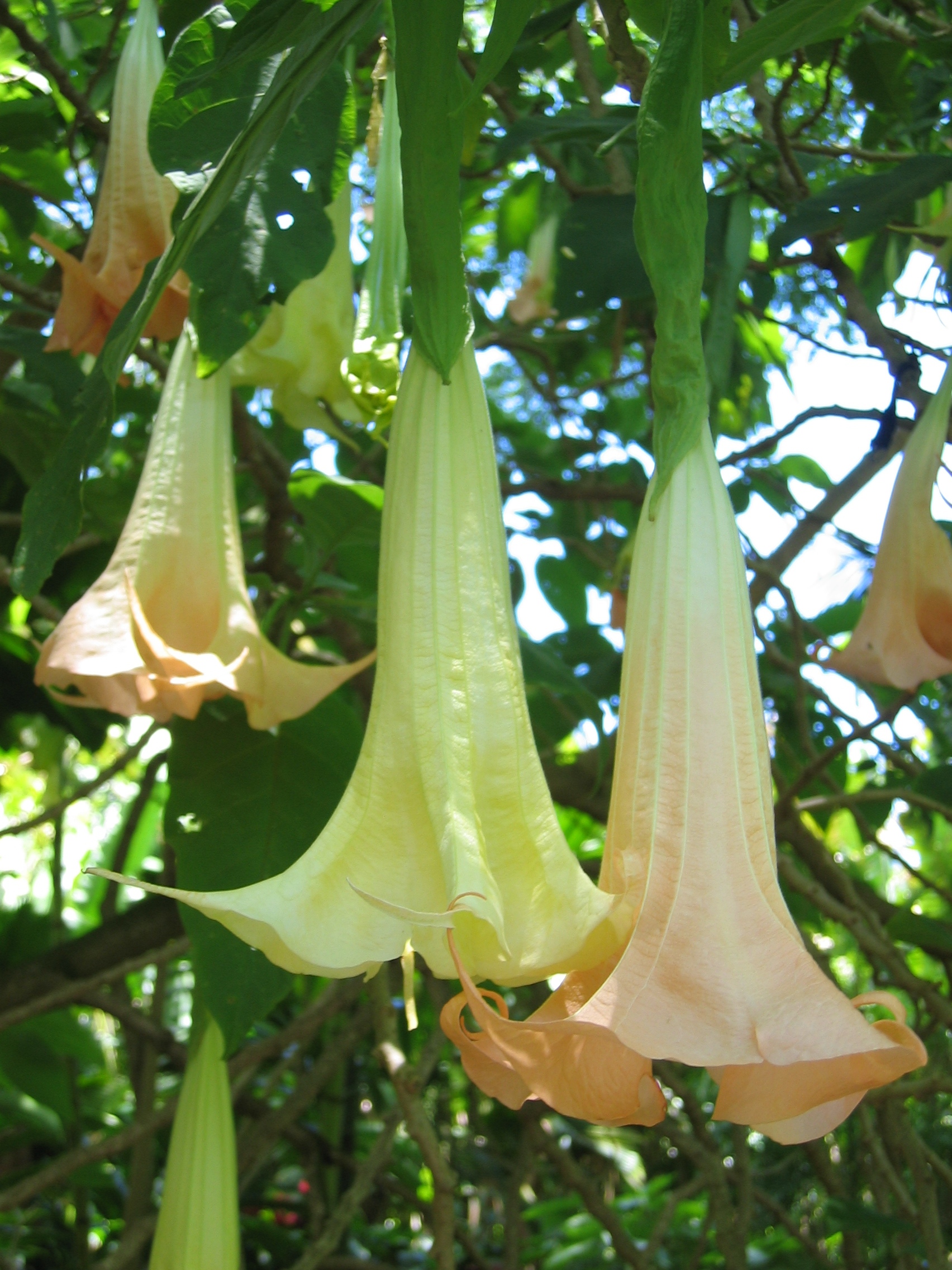 Brugmansia x candida   - 
