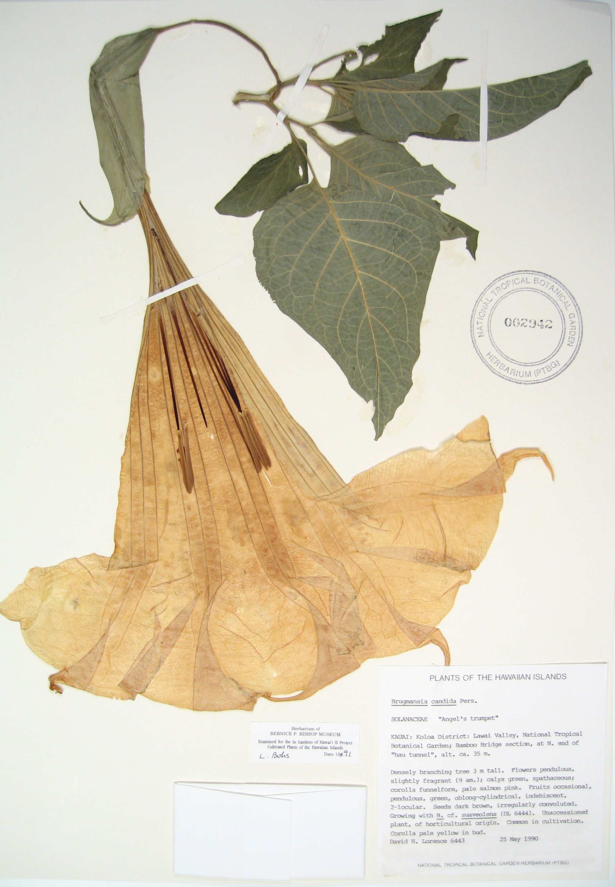 Brugmansia x candida   - 