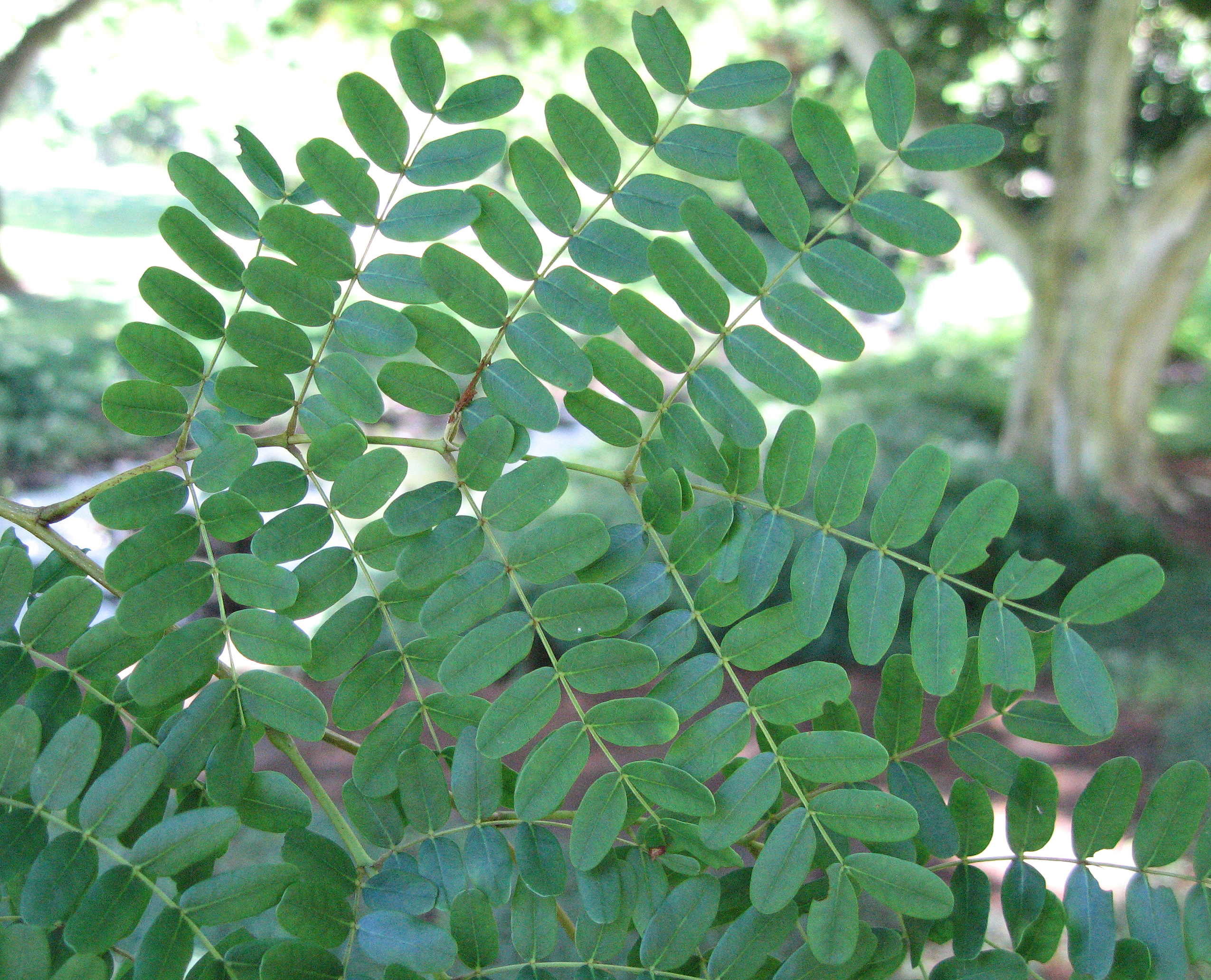 Caesalpinia ferrea   - 