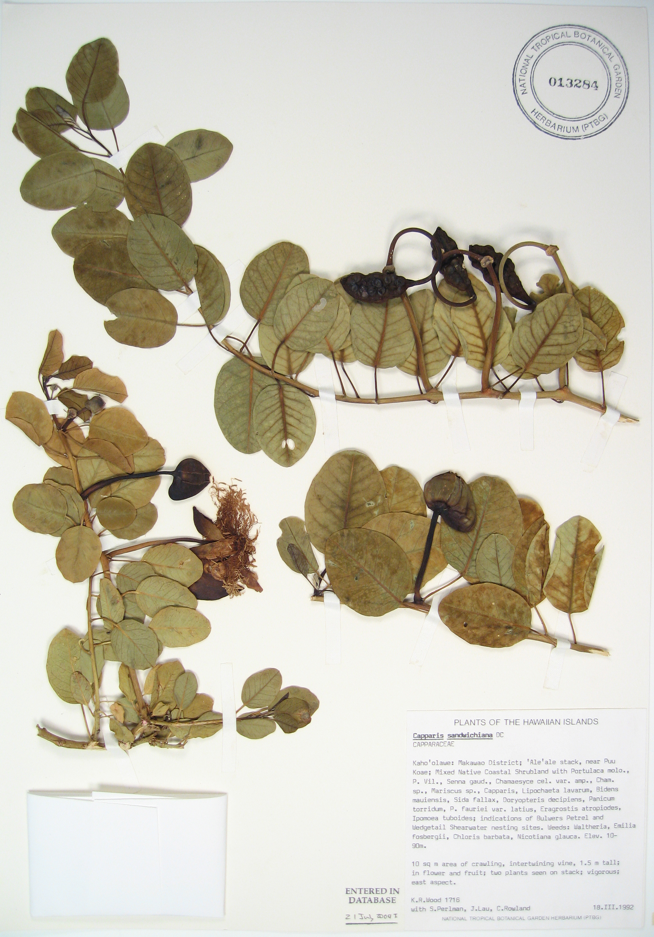 Capparis sandwichiana   - 
