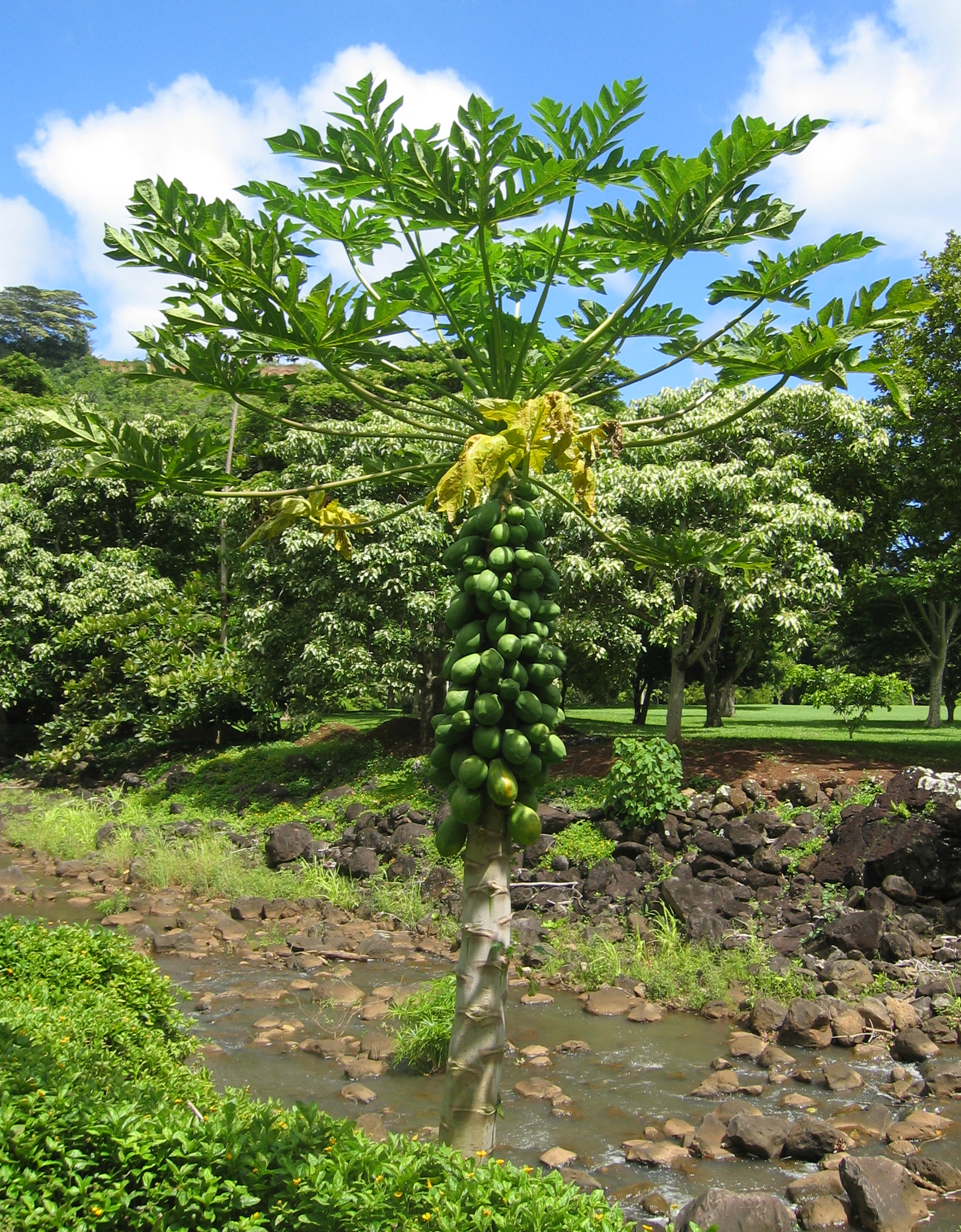 Carica papaya   - Habit