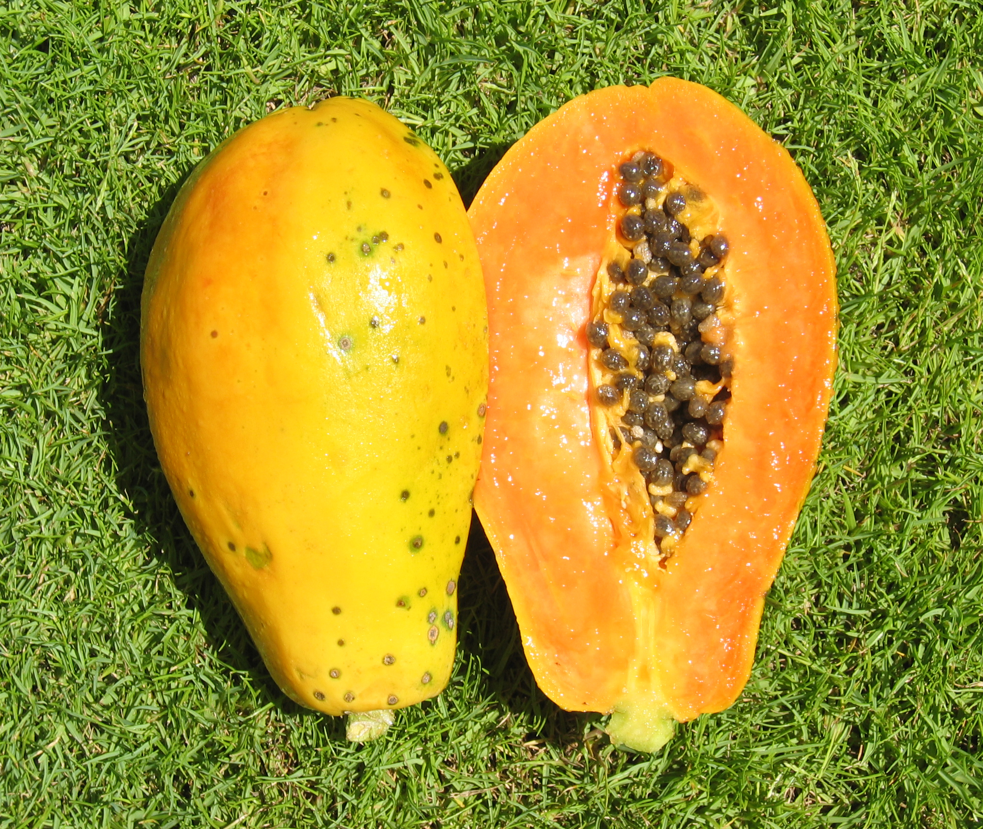 Carica papaya   - Ripe fruit with seeds