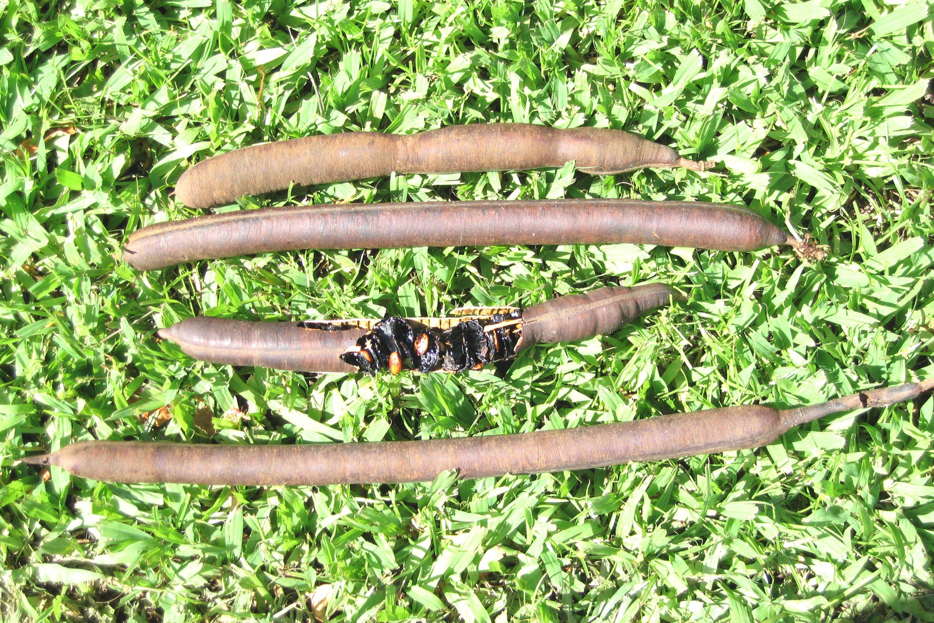 Cassia fistula   - 