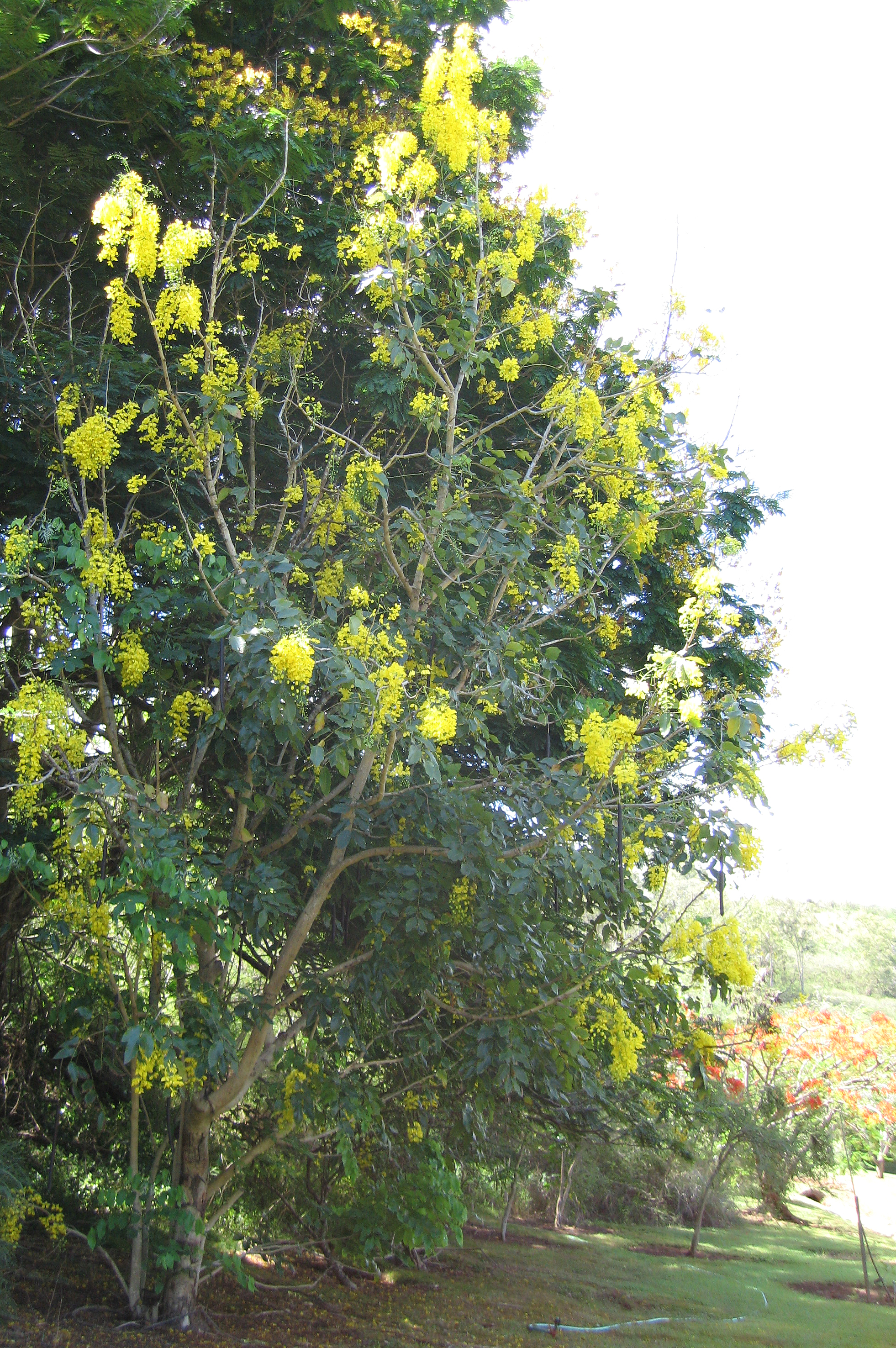 Cassia fistula   - 