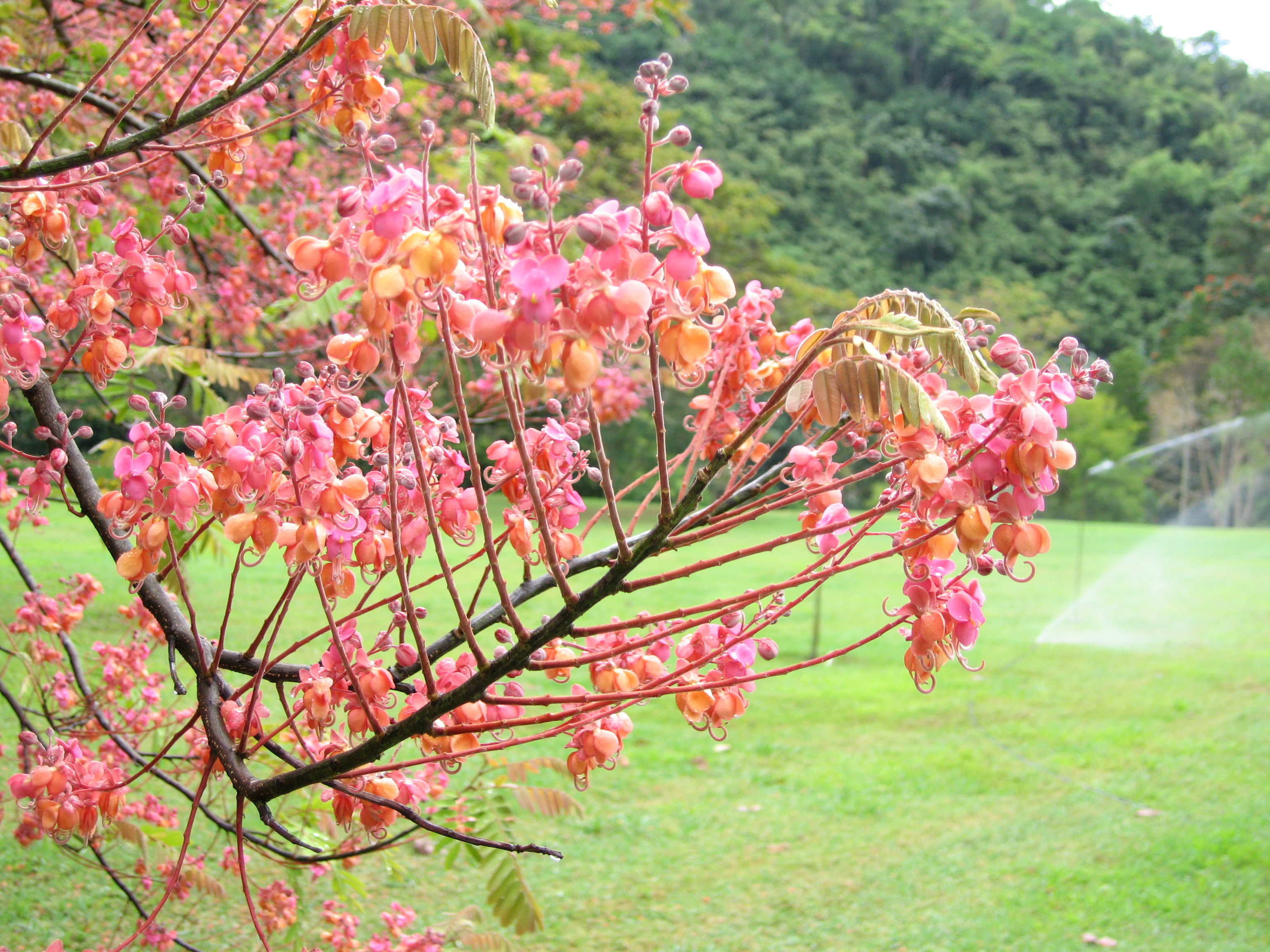 Cassia grandis   - Flowering branch