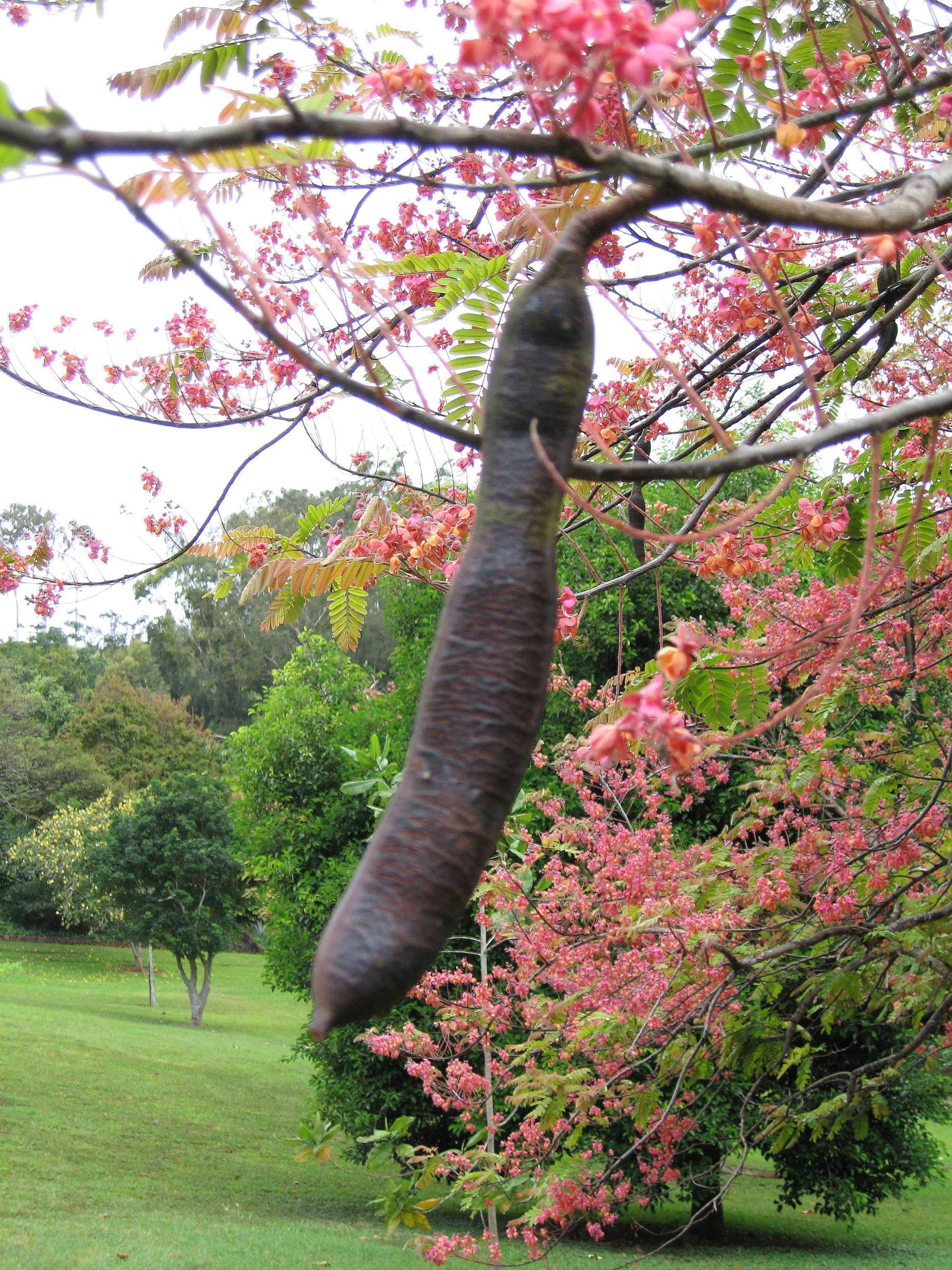 Cassia grandis   - Mature fruit and flowering branches