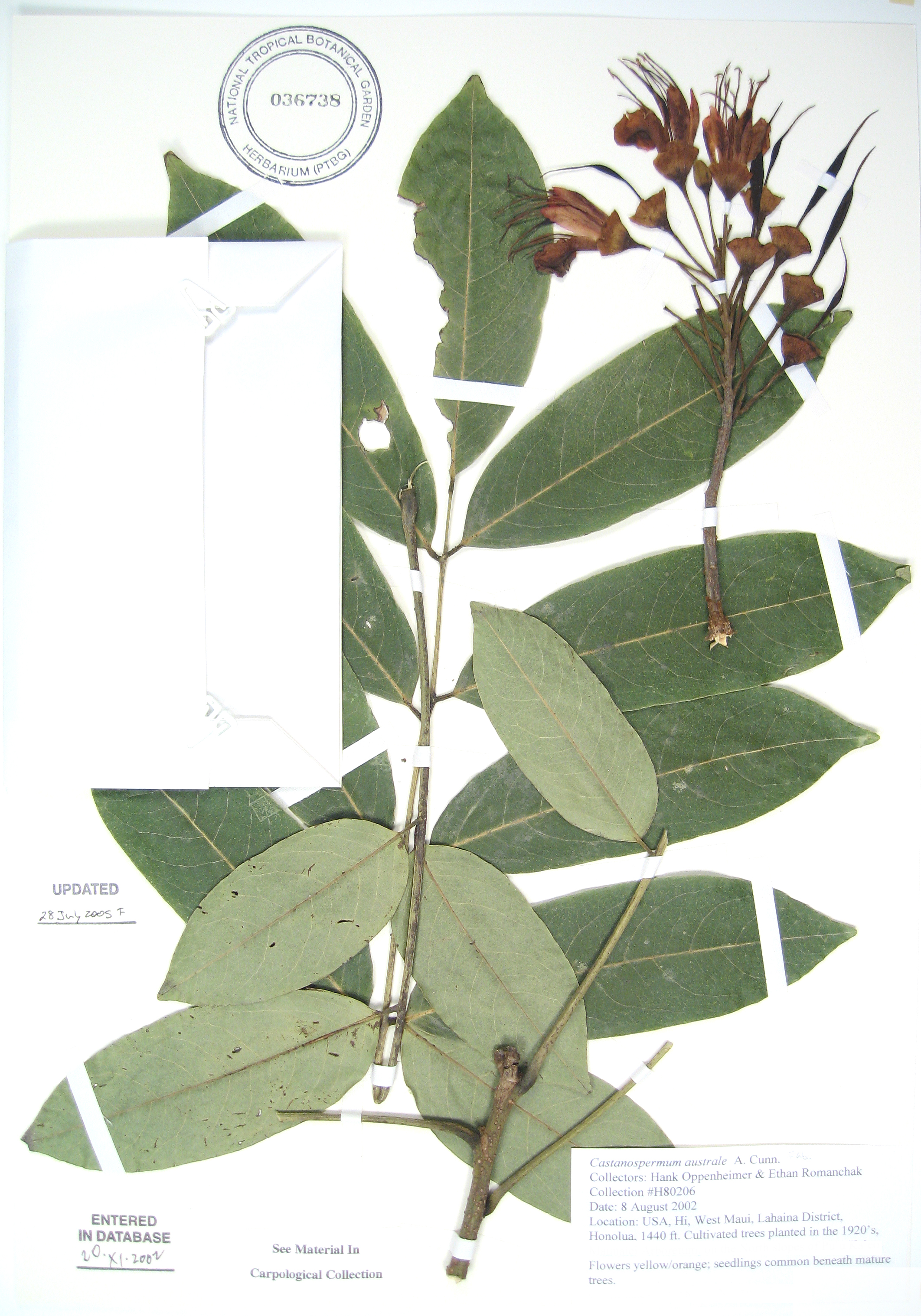 Castanospermum australe   - 