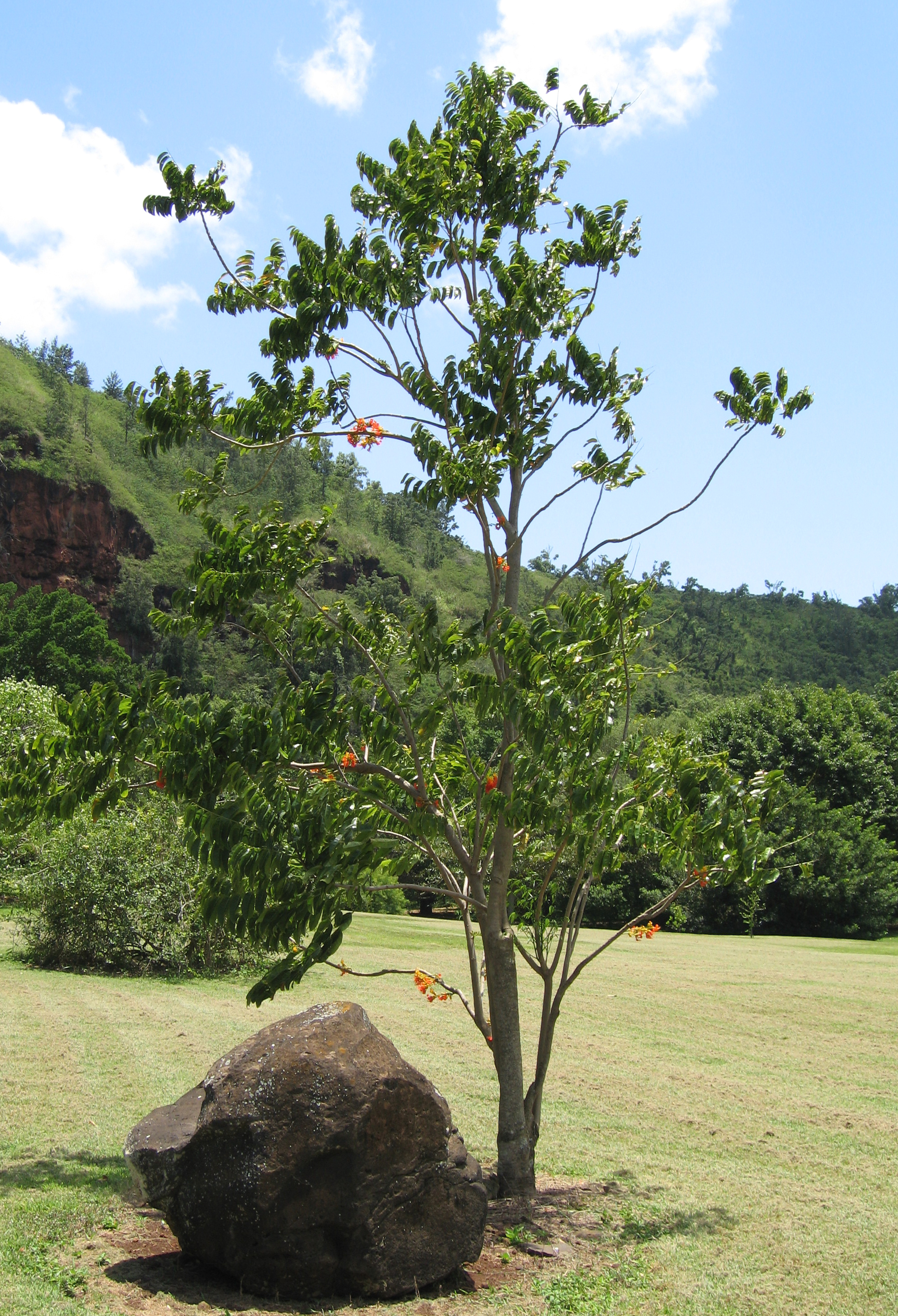 Castanospermum australe   - 