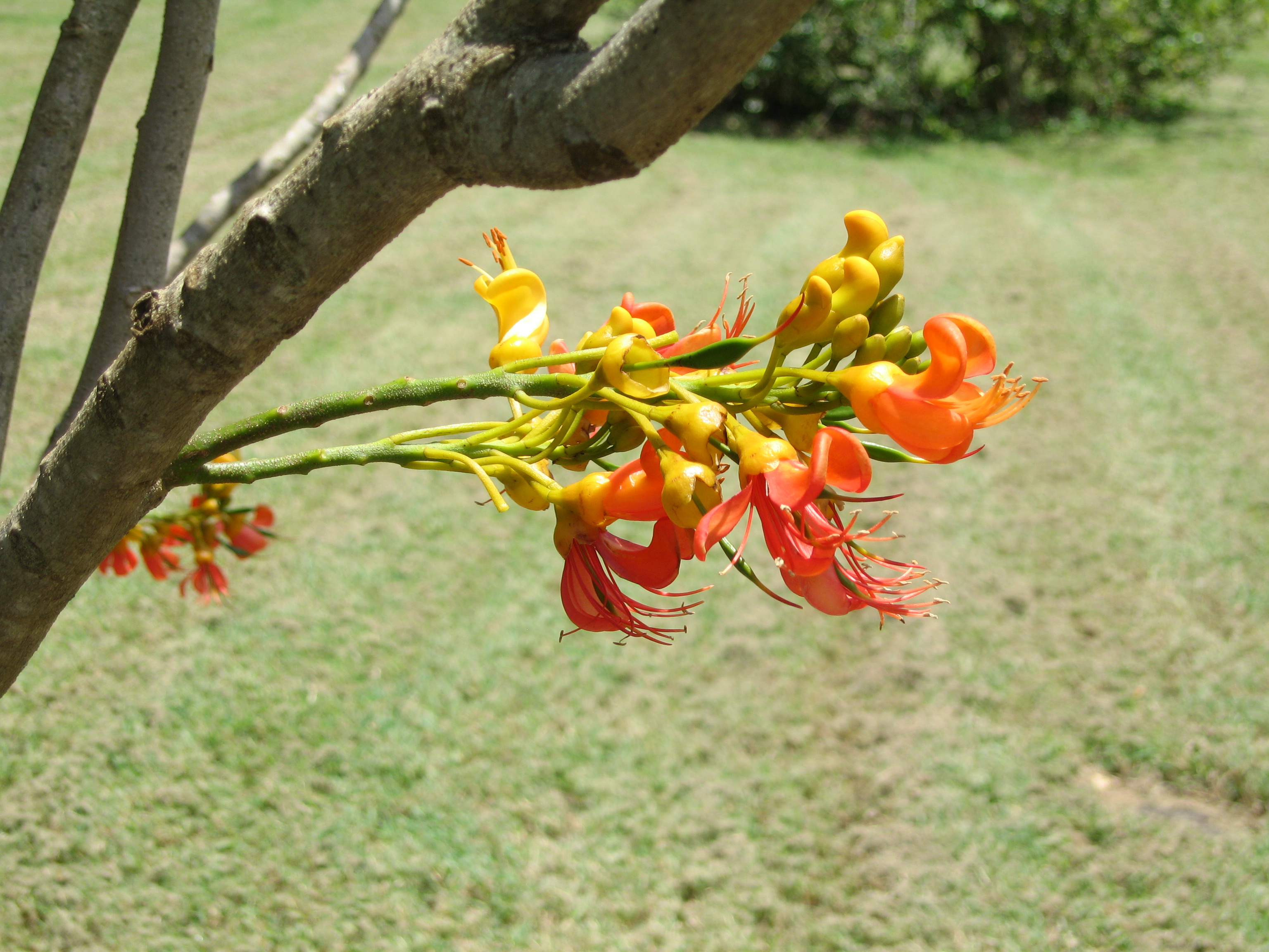 Castanospermum australe   - 