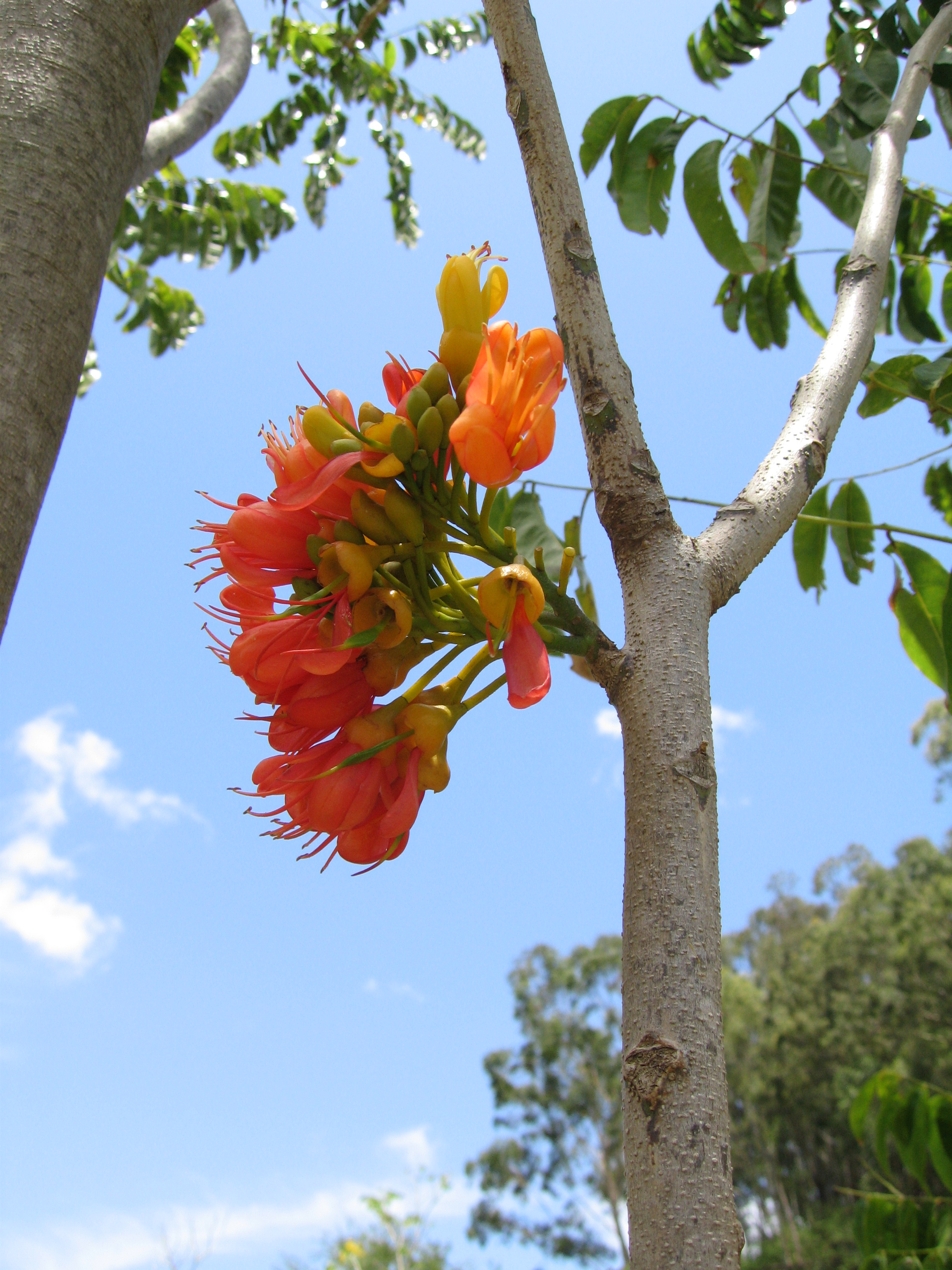 Castanospermum australe   - 