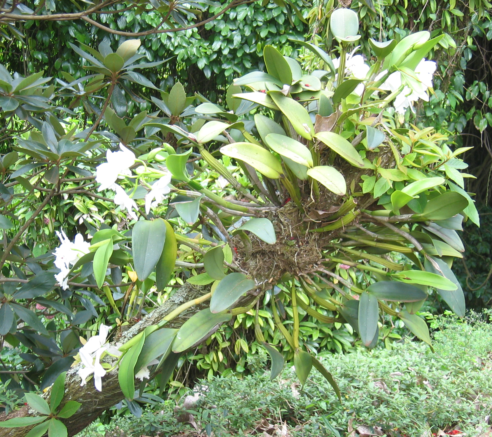 Cattleya   'Hawaiian Wedding Song Virgin' - Habit