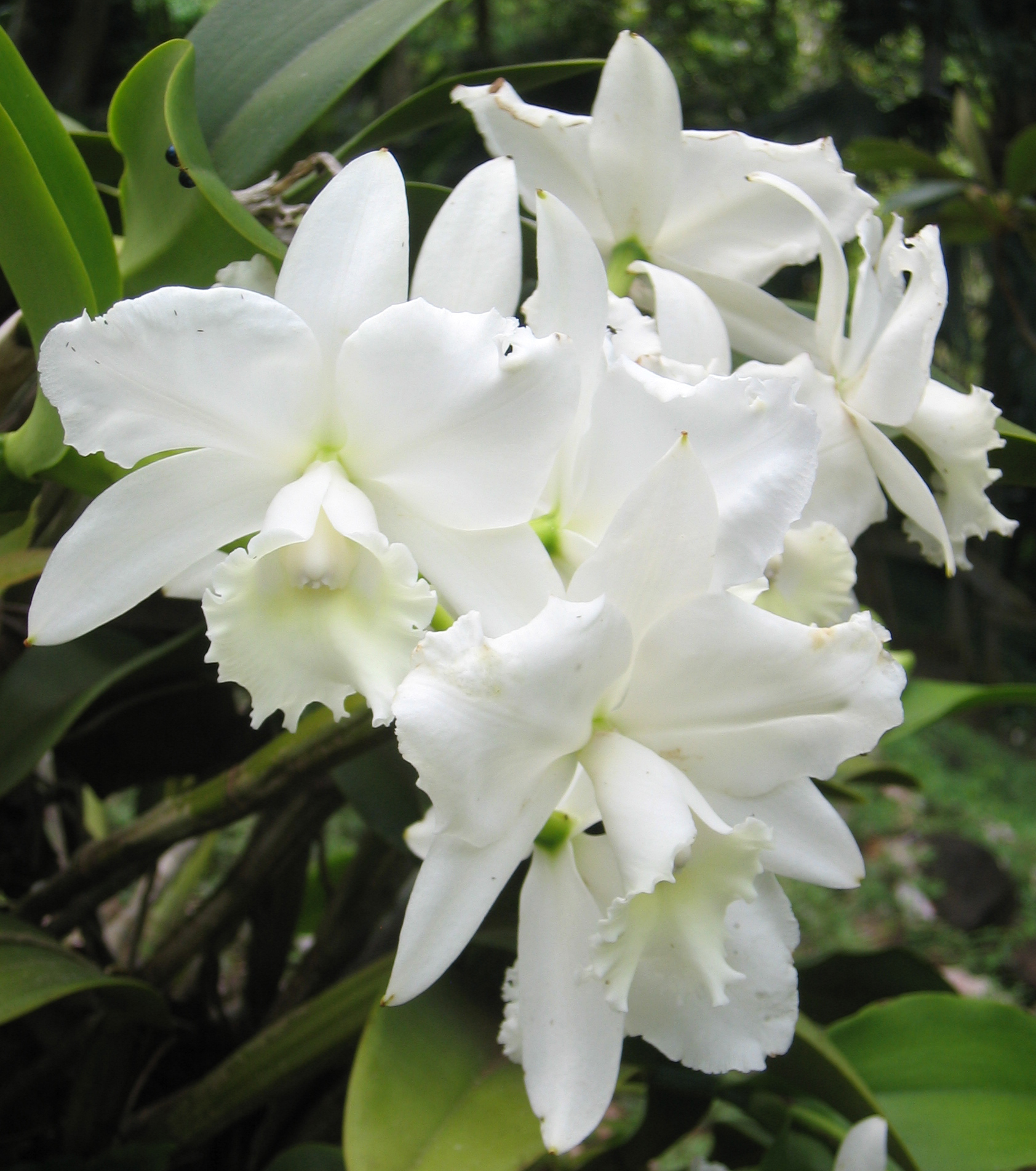 Cattleya   'Hawaiian Wedding Song Virgin' - Flowers
