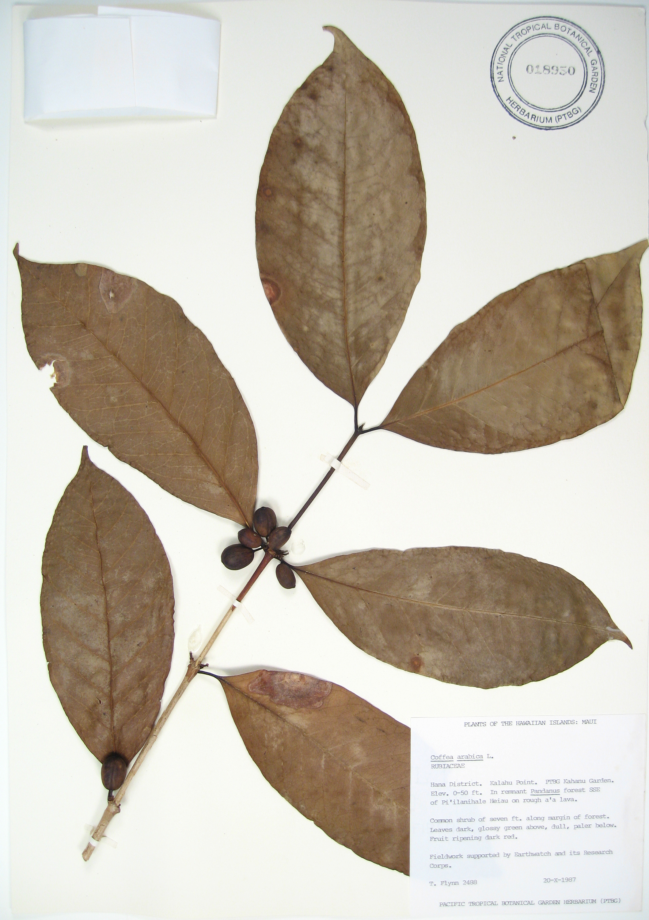 Coffea arabica   - 