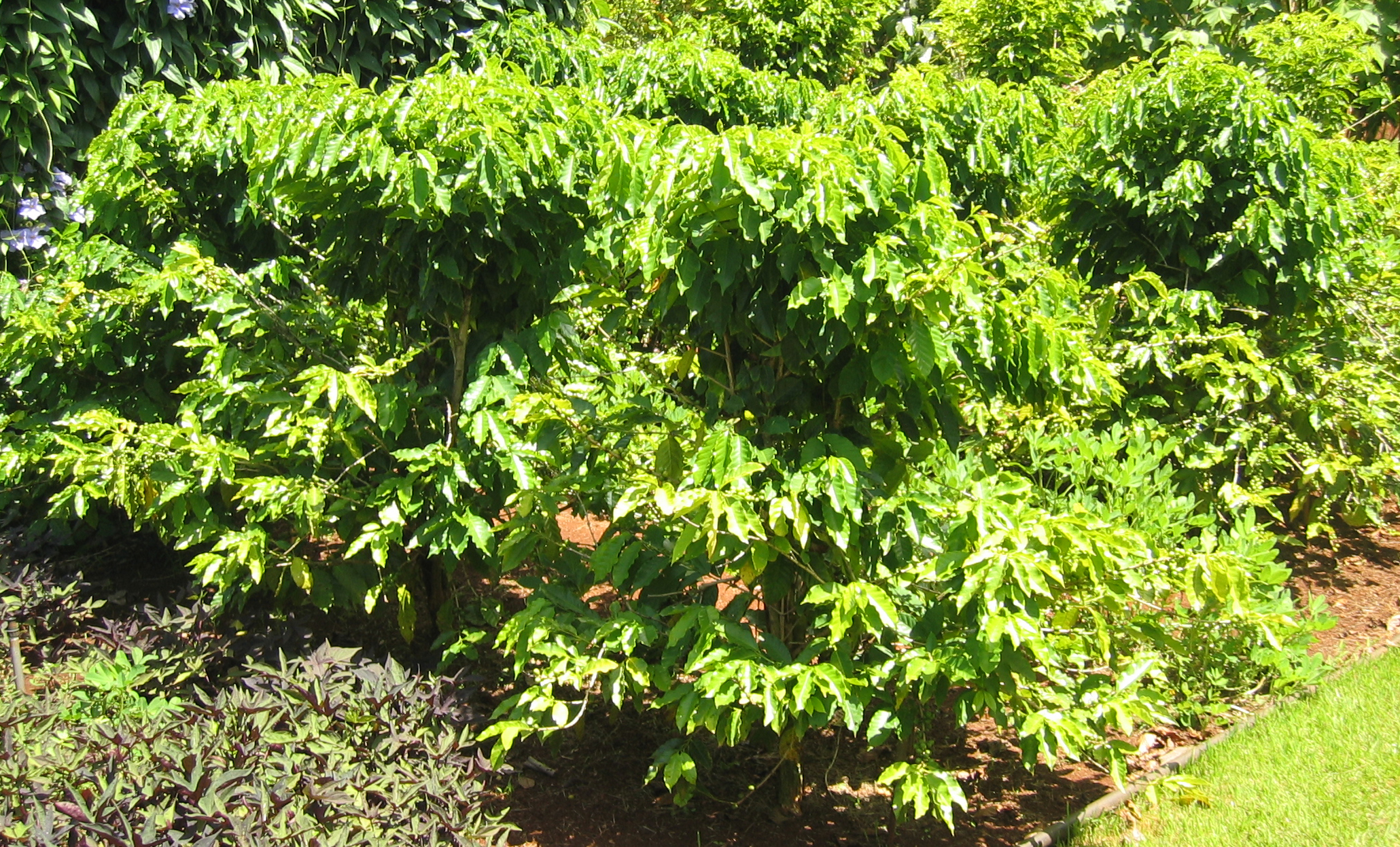 Coffea arabica   - Habit