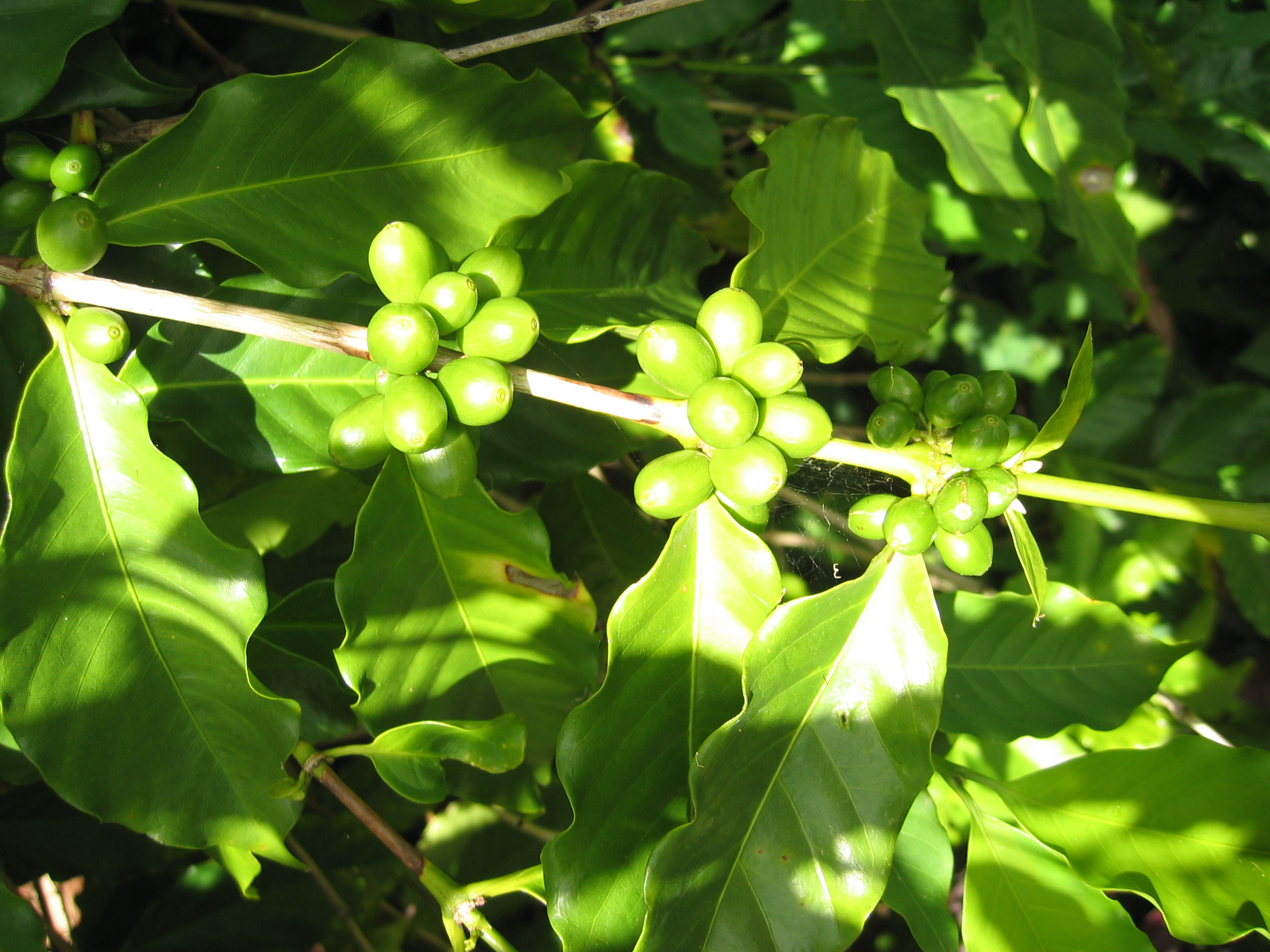Coffea arabica   - Fruiting branch with green fruits