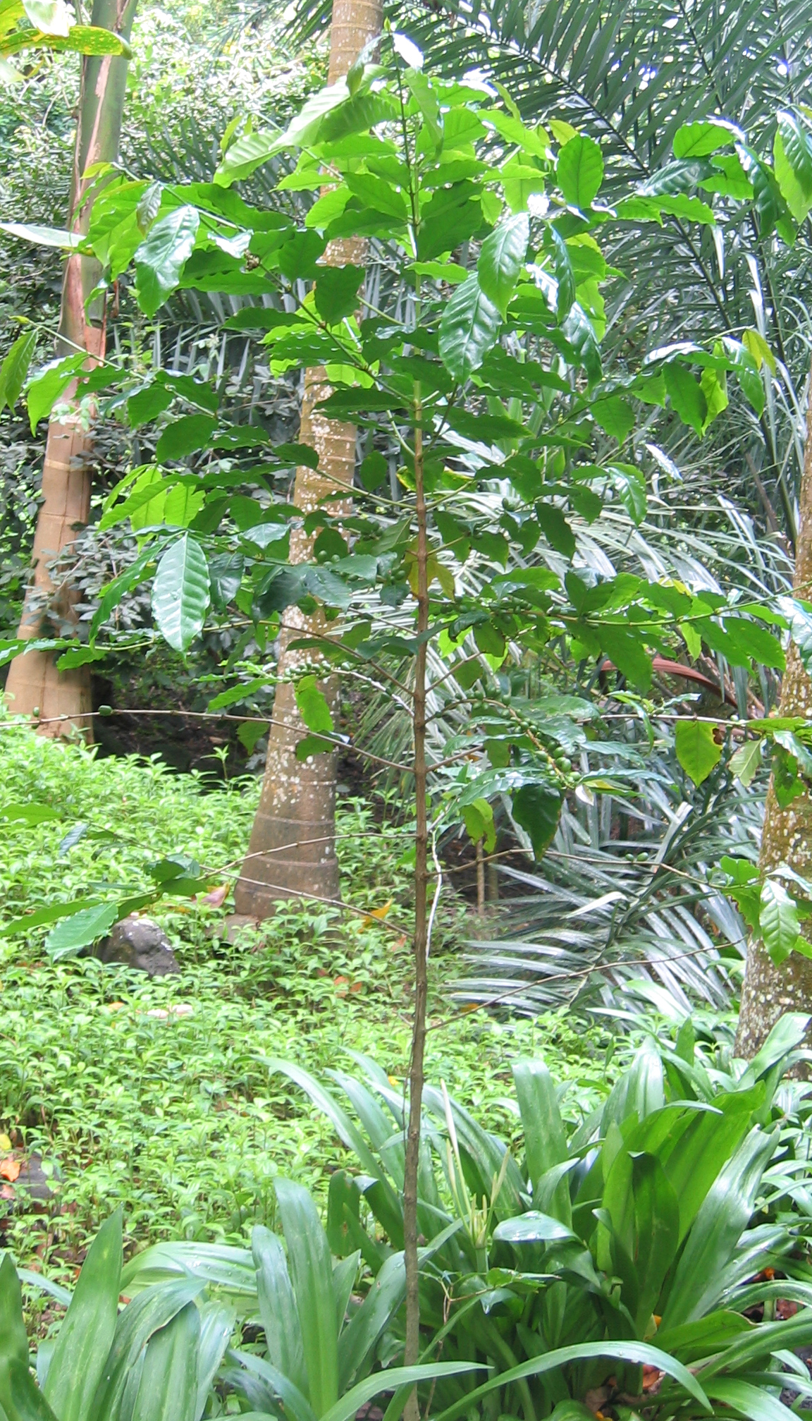 Coffea arabica   - Habit
