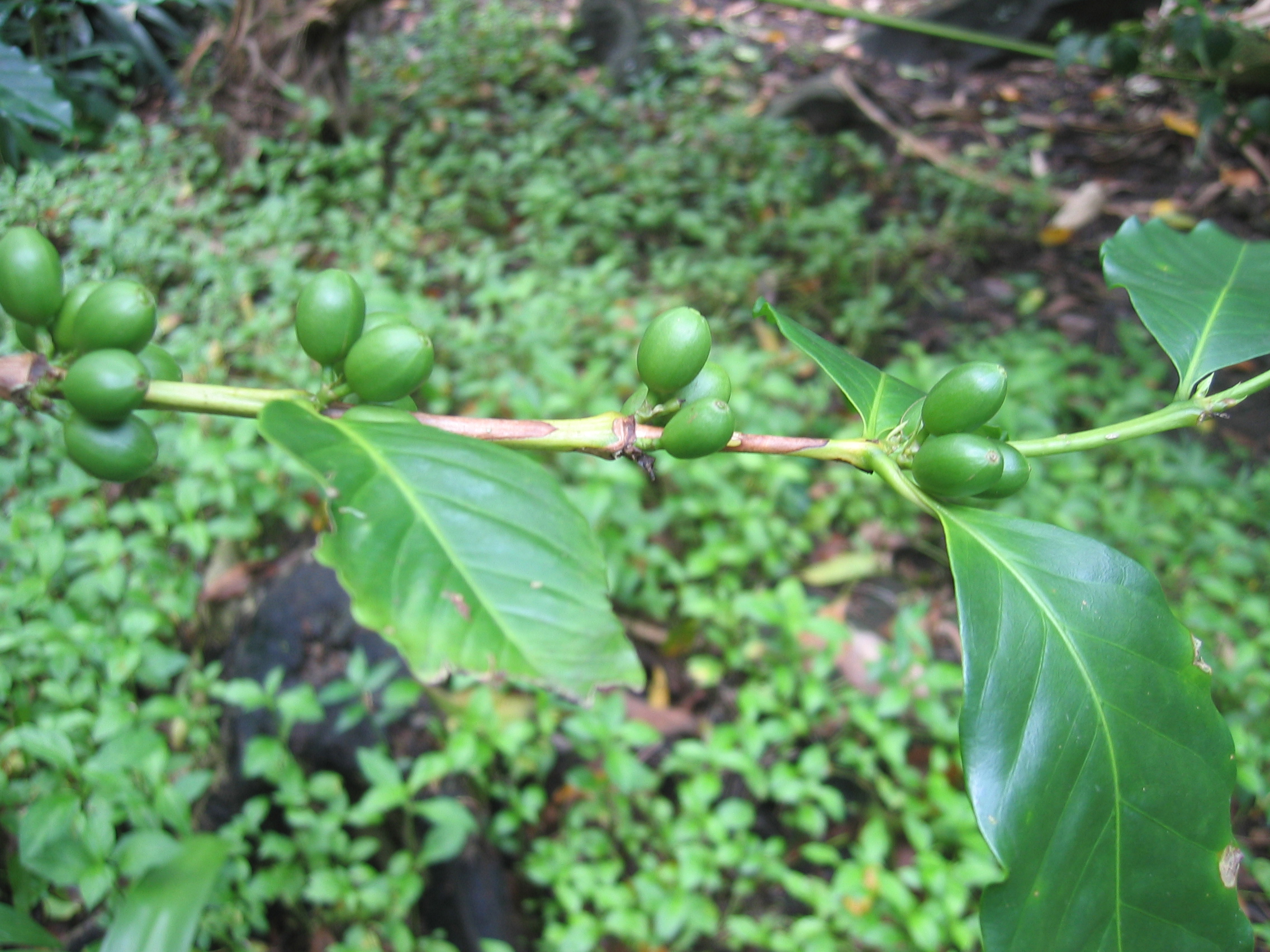 Coffea arabica   - Fruiting branch with green fruits