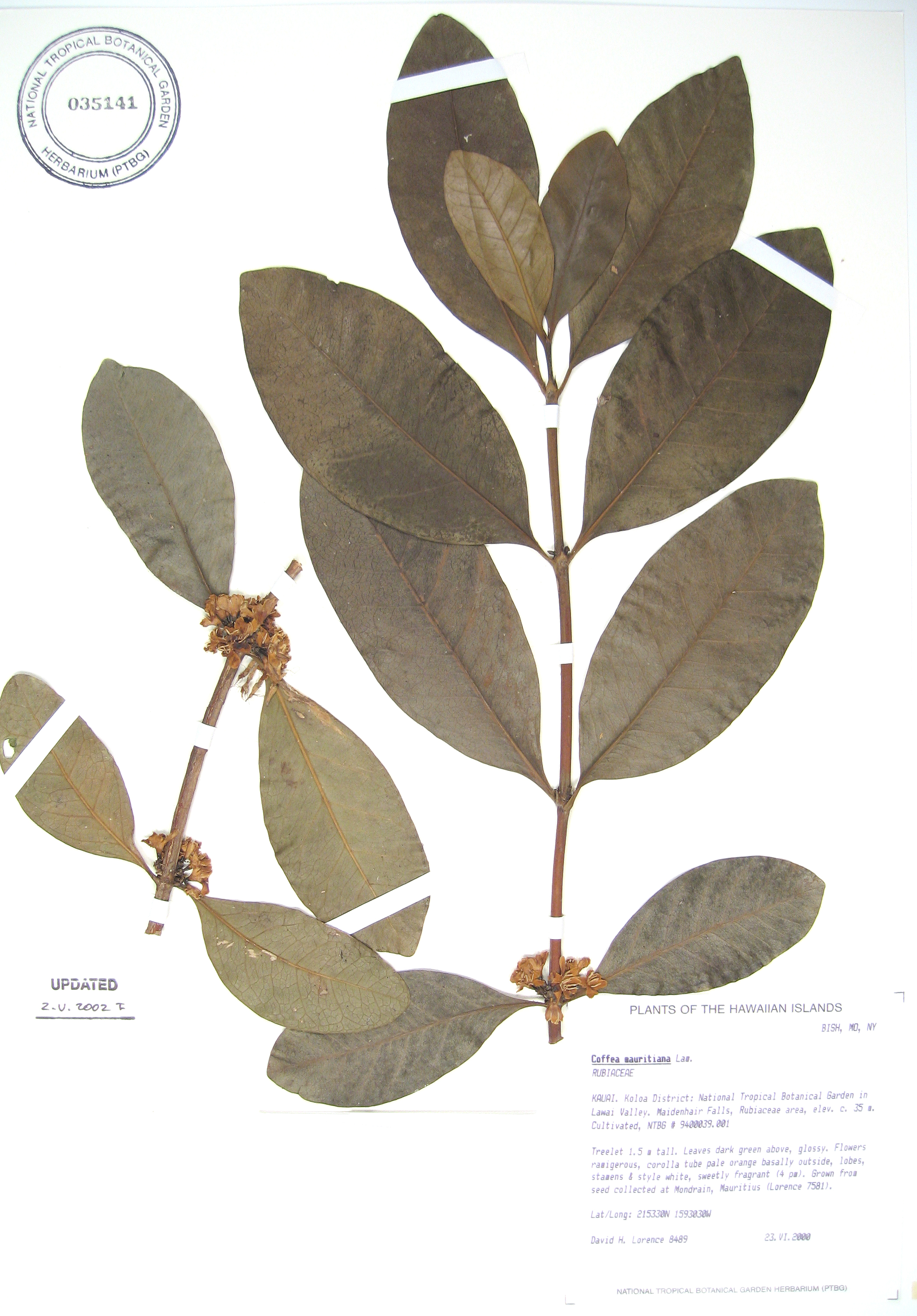 Coffea mauritiana   - 