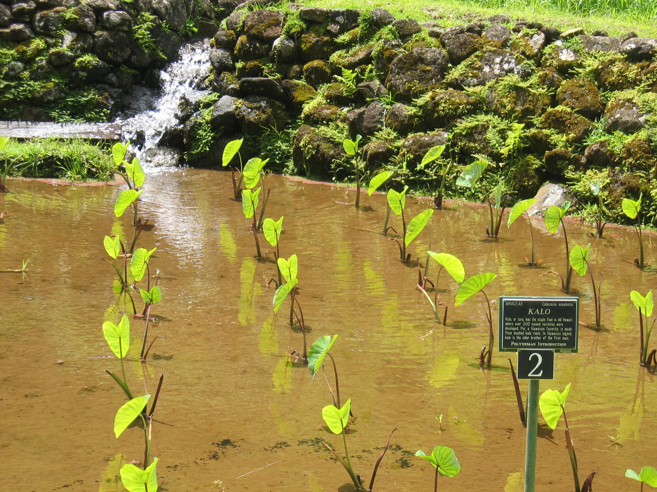Colocasia esculenta   - Young planting in wetland