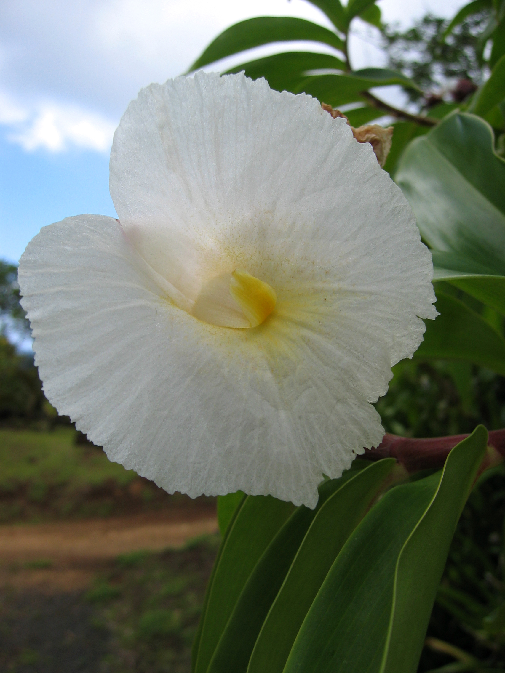 Costus speciosus   - 