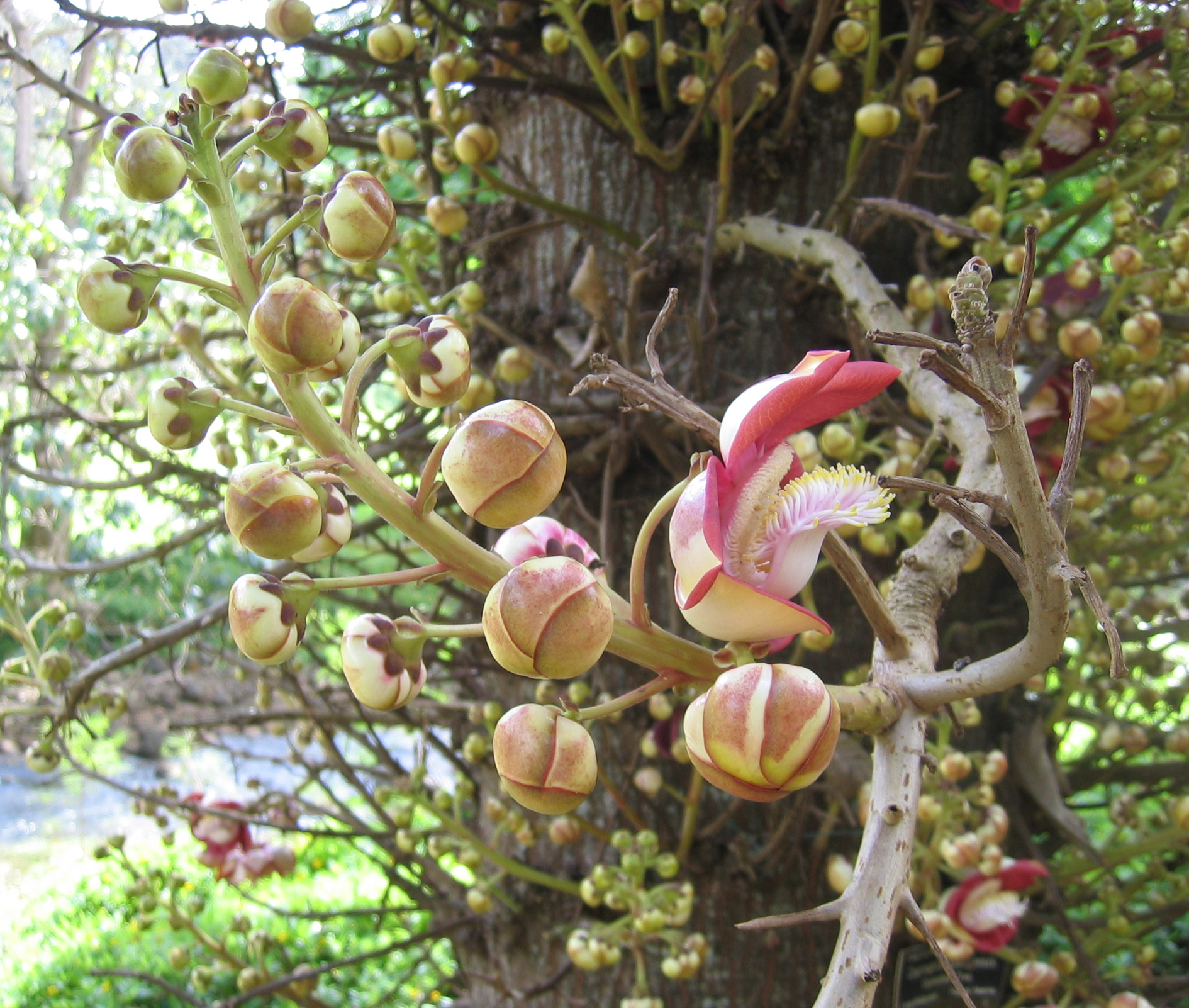 Couroupita guianensis   - 