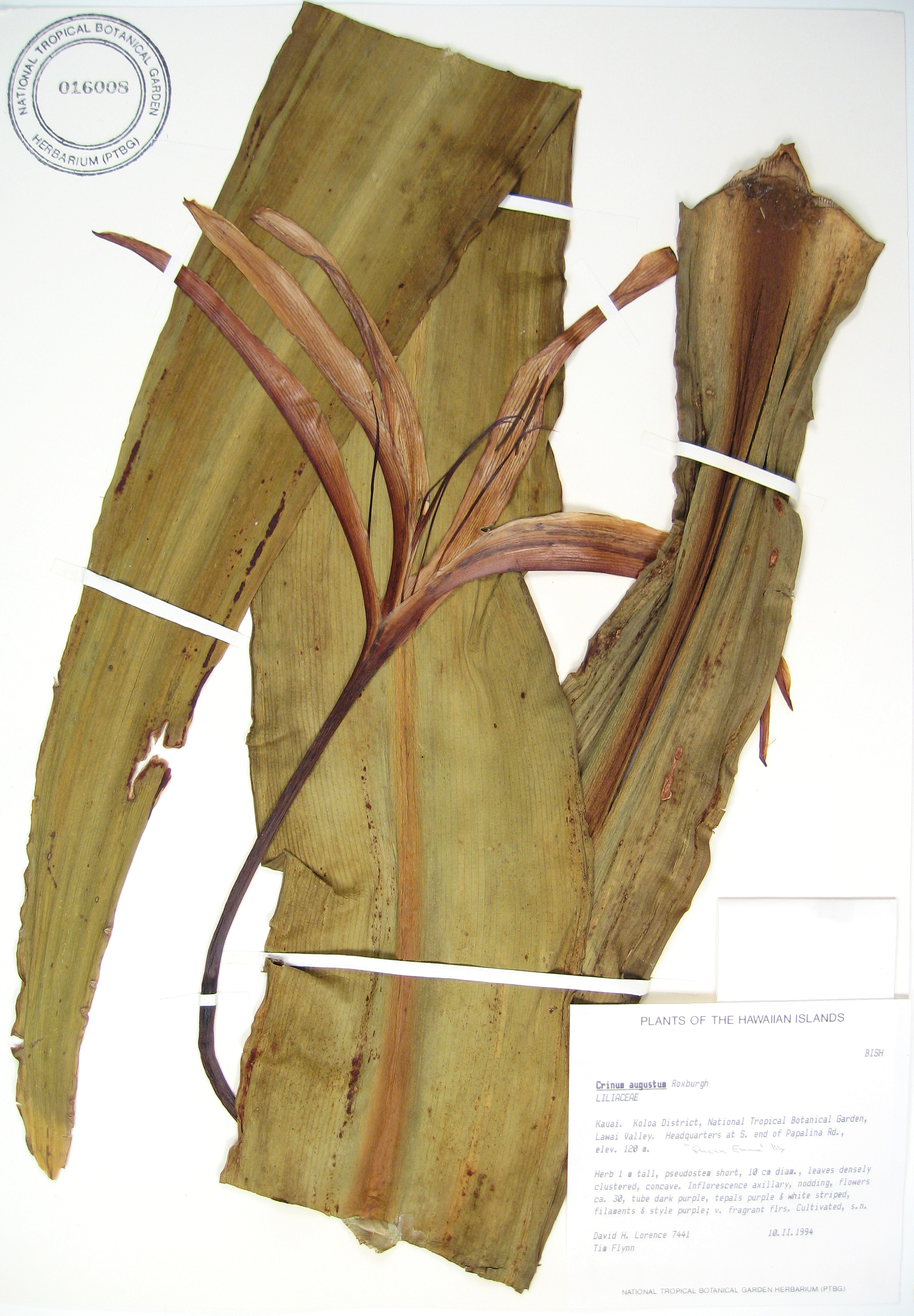 Crinum augustum   - 