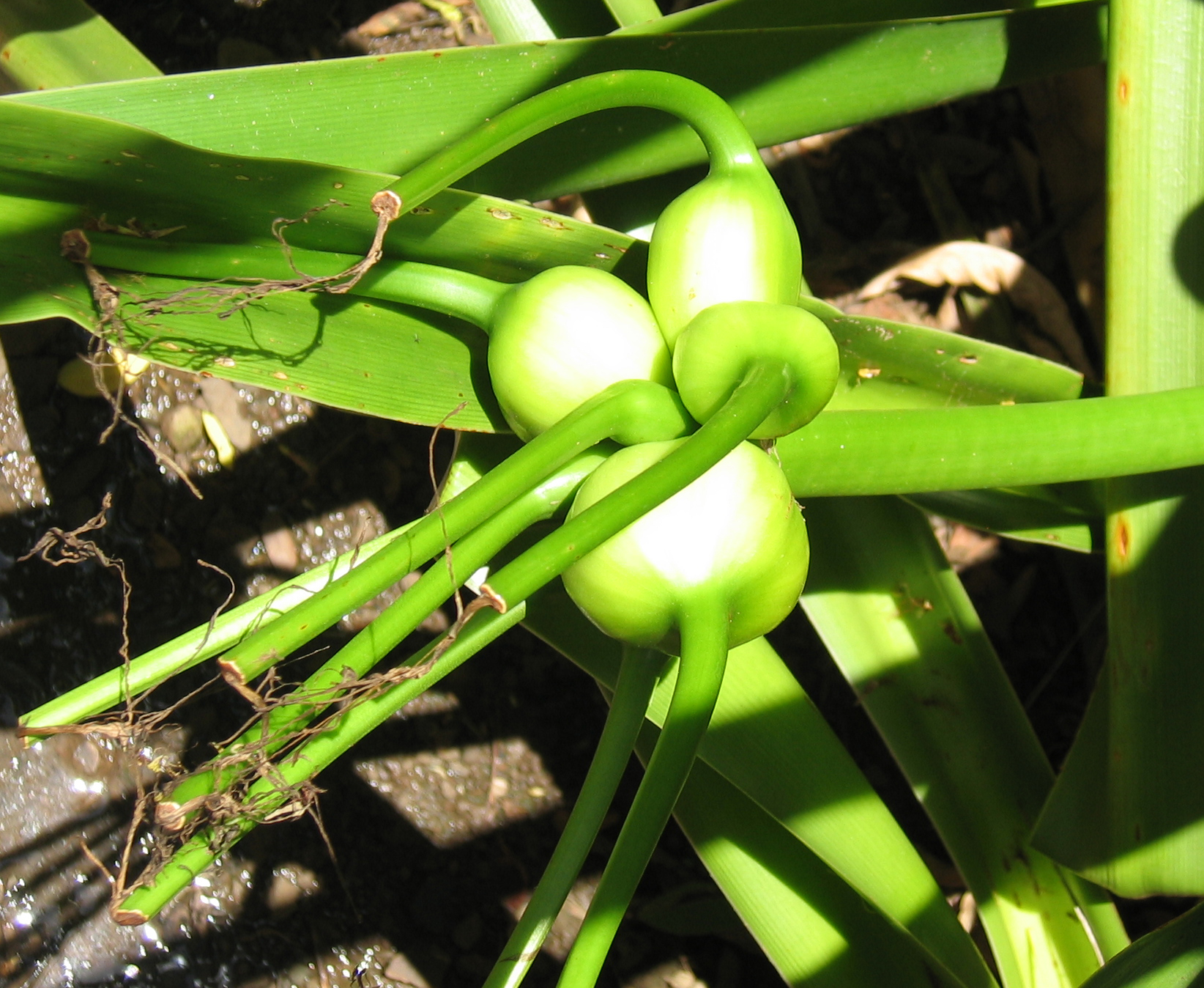 Crinum mauritianum   - Cluster of developing fruits