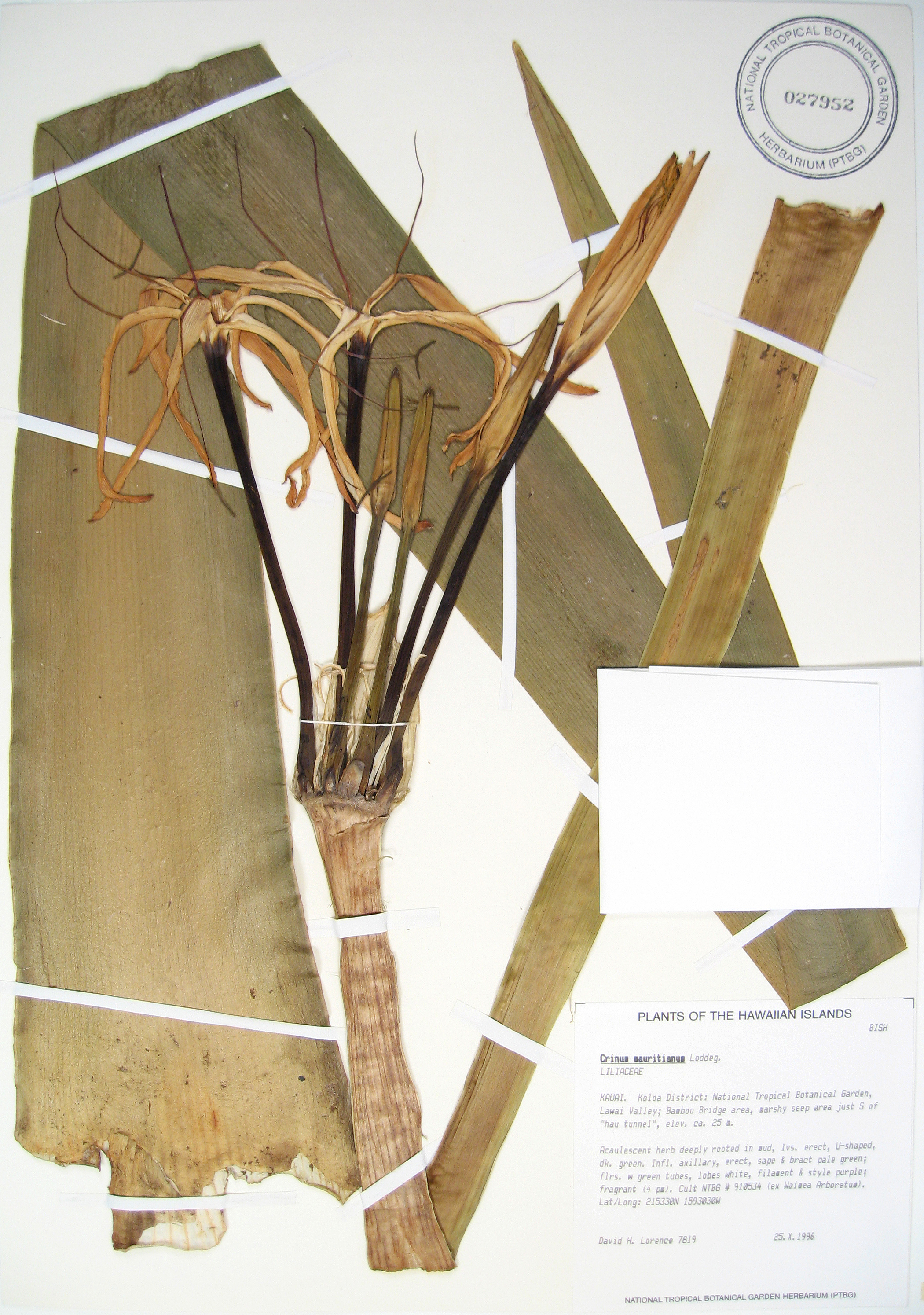 Crinum mauritianum   - 