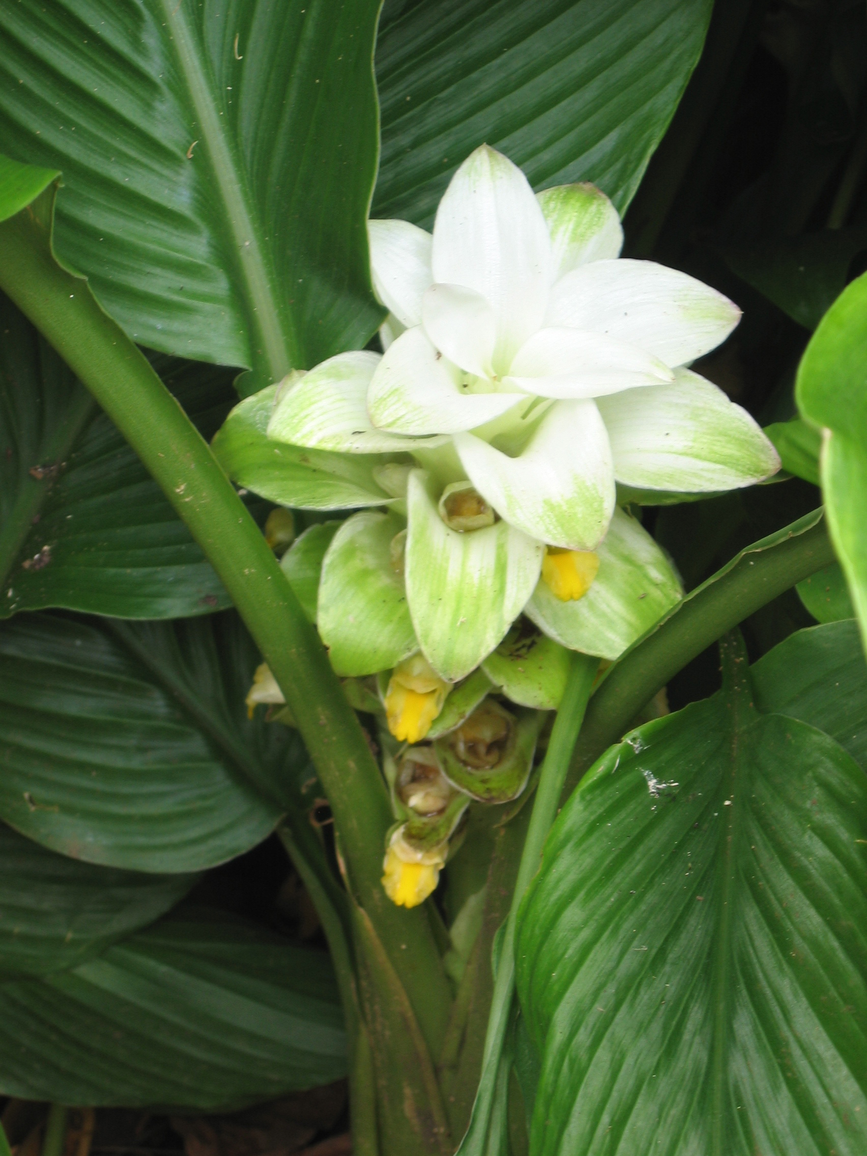 Curcuma longa   - 