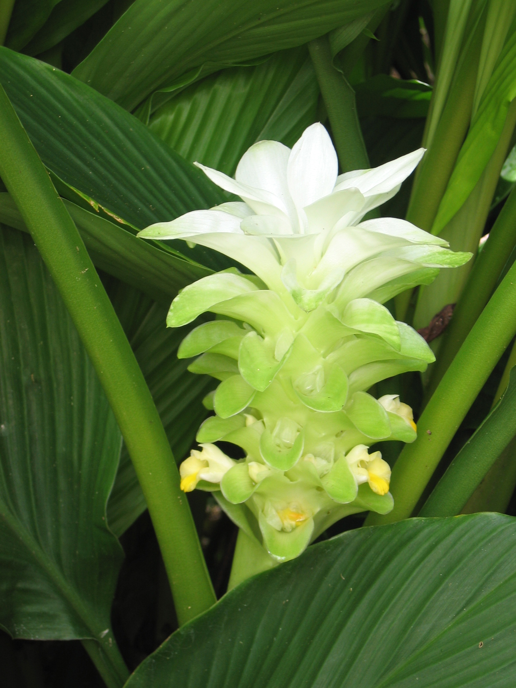 Curcuma longa   - 