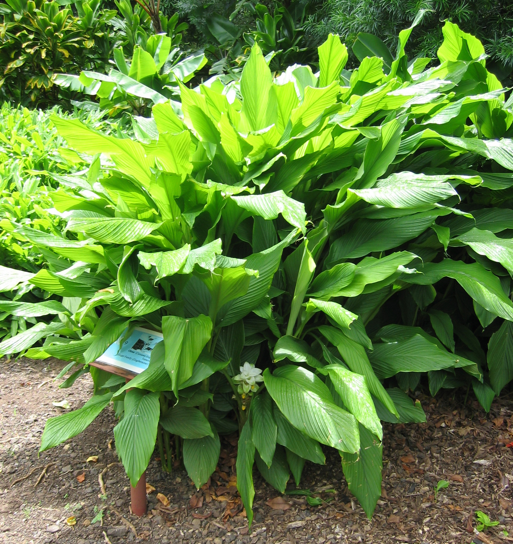 Curcuma longa   - 