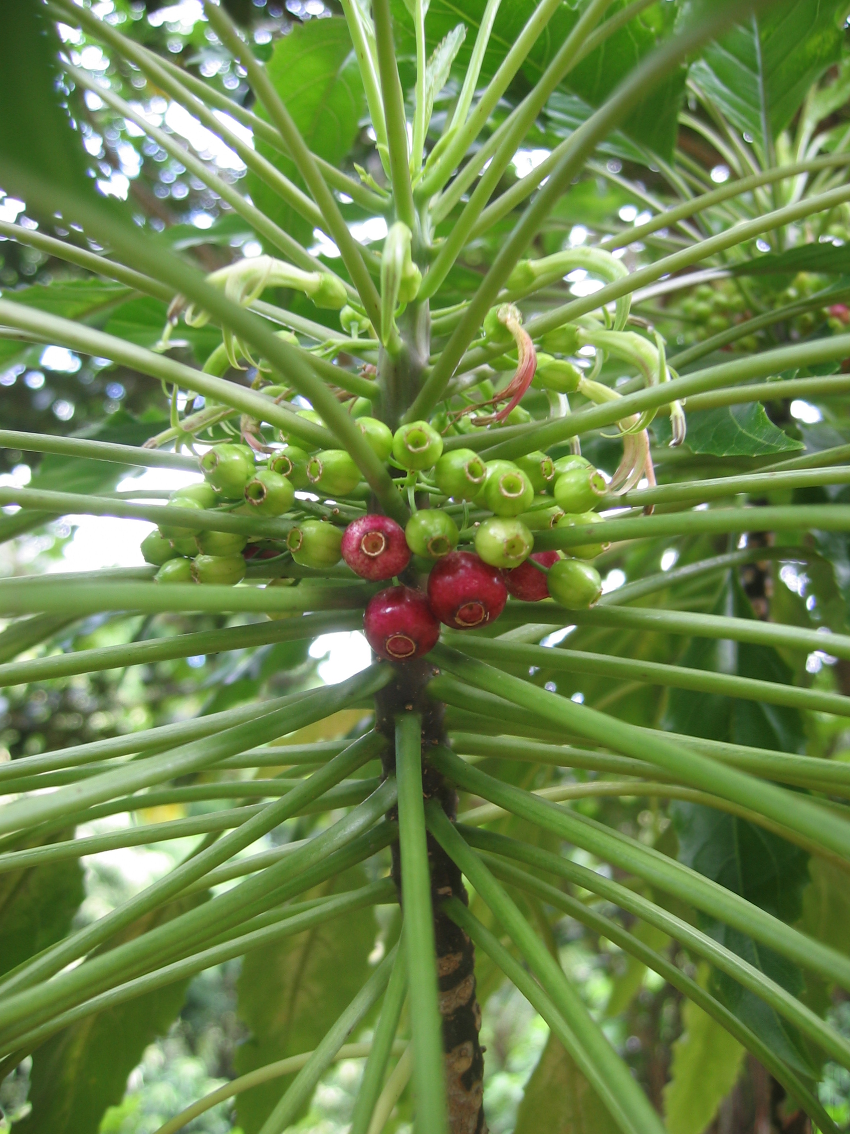 Delissea rhytidosperma   - 