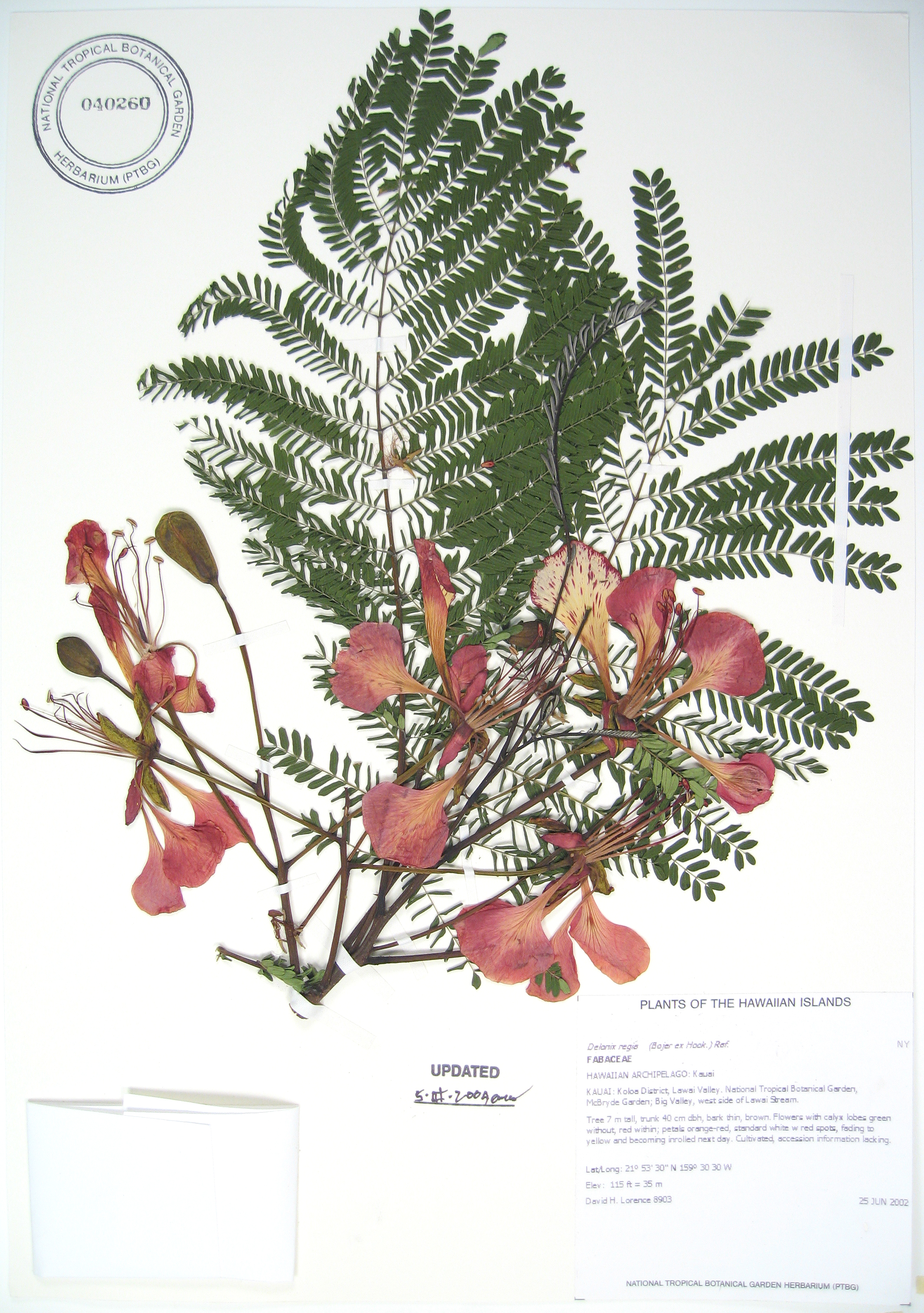 Delonix regia   - 
