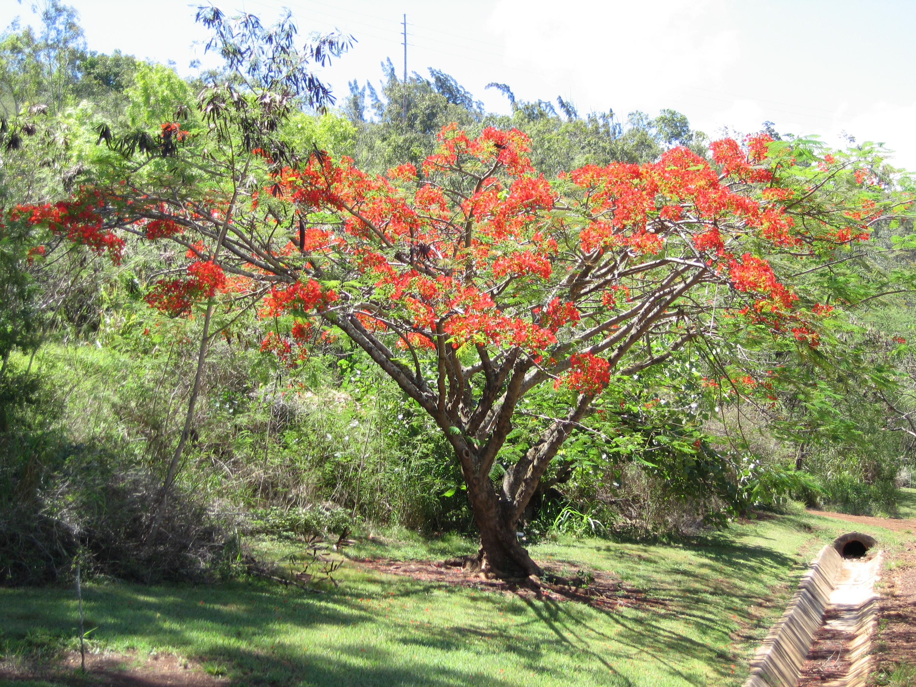 Delonix regia   - Habit, flowering tree, almost leafless