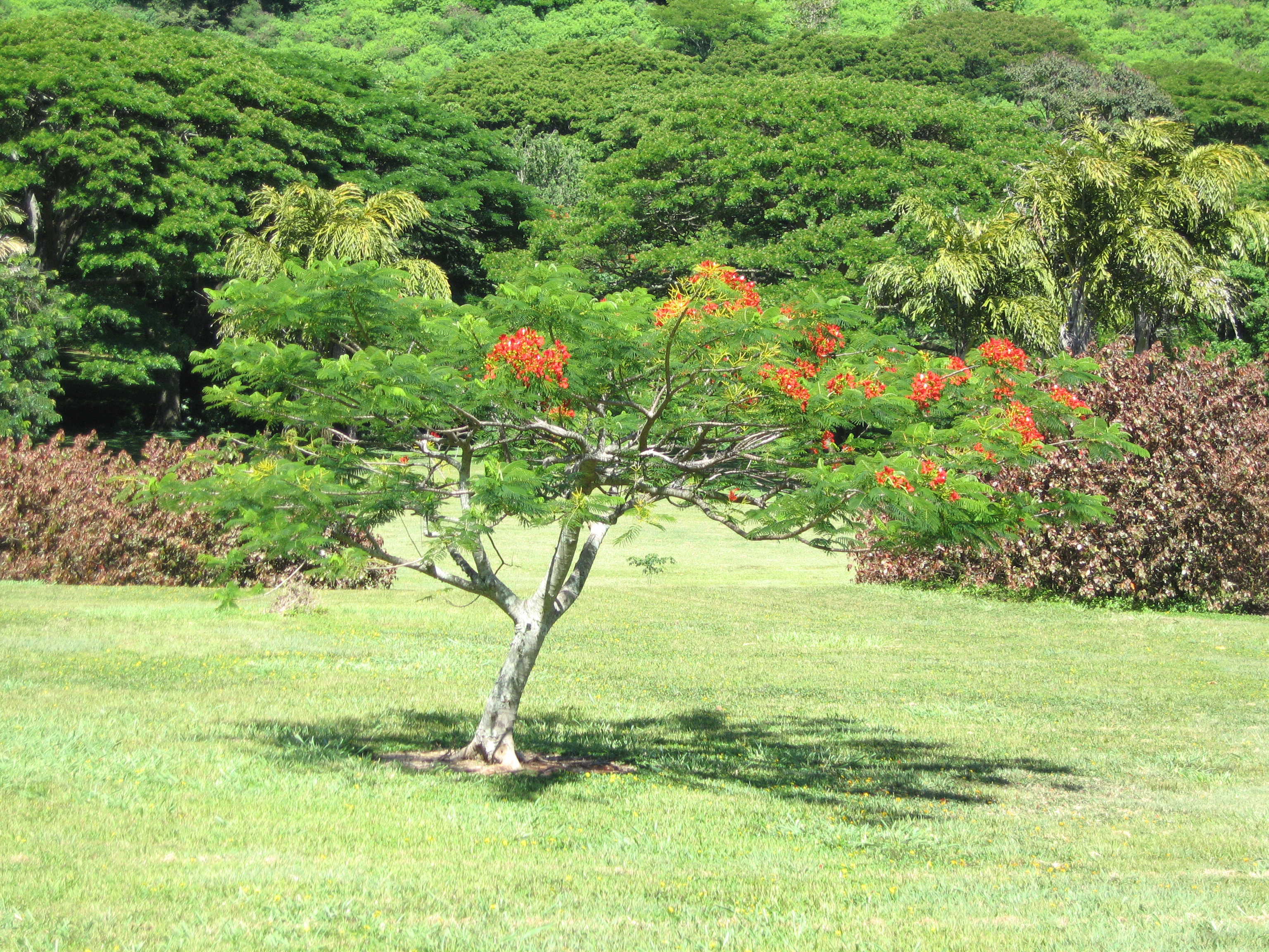 Delonix regia   - Habit, young tree