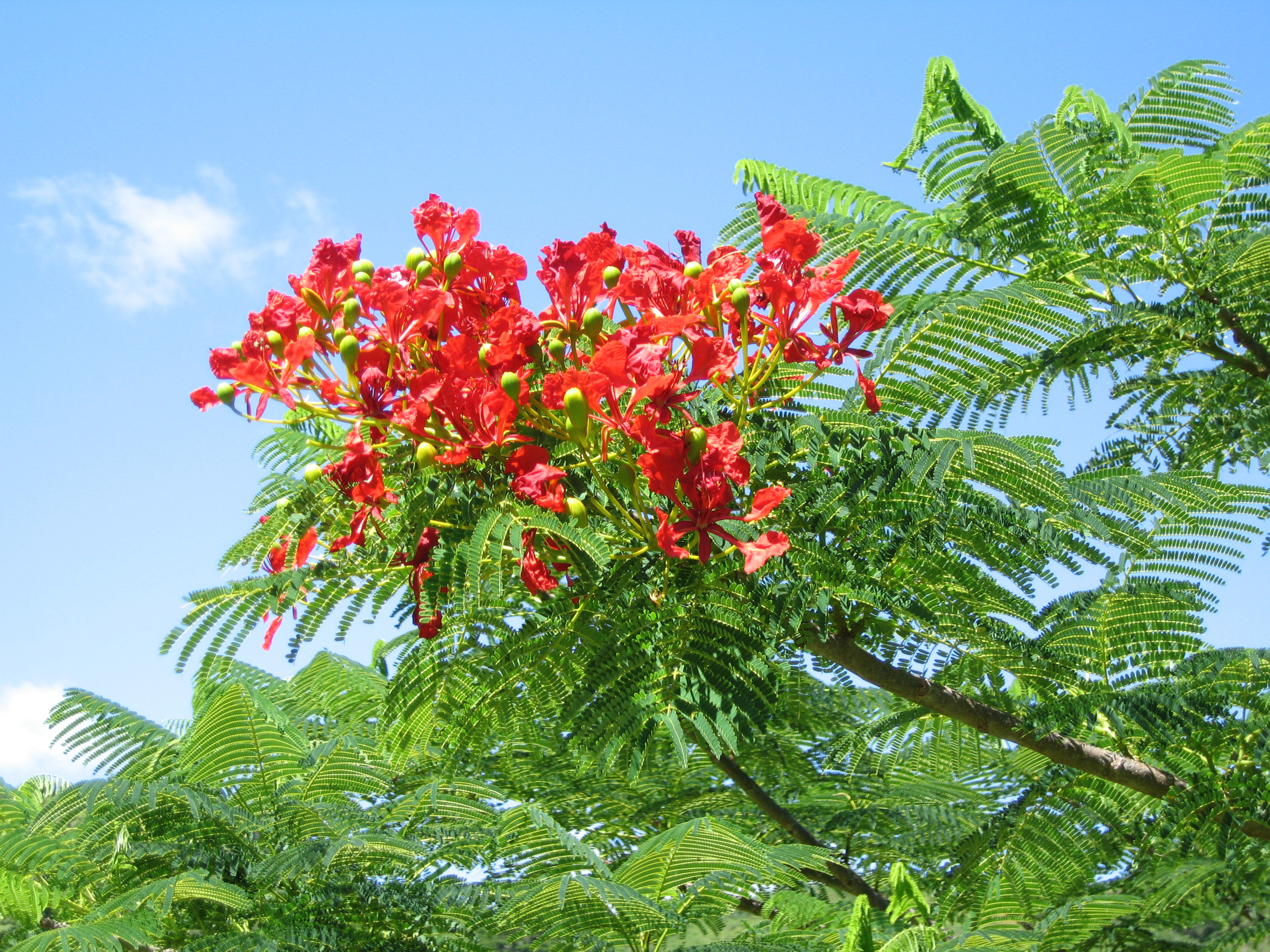 Delonix regia   - Branches with flowers and leaves
