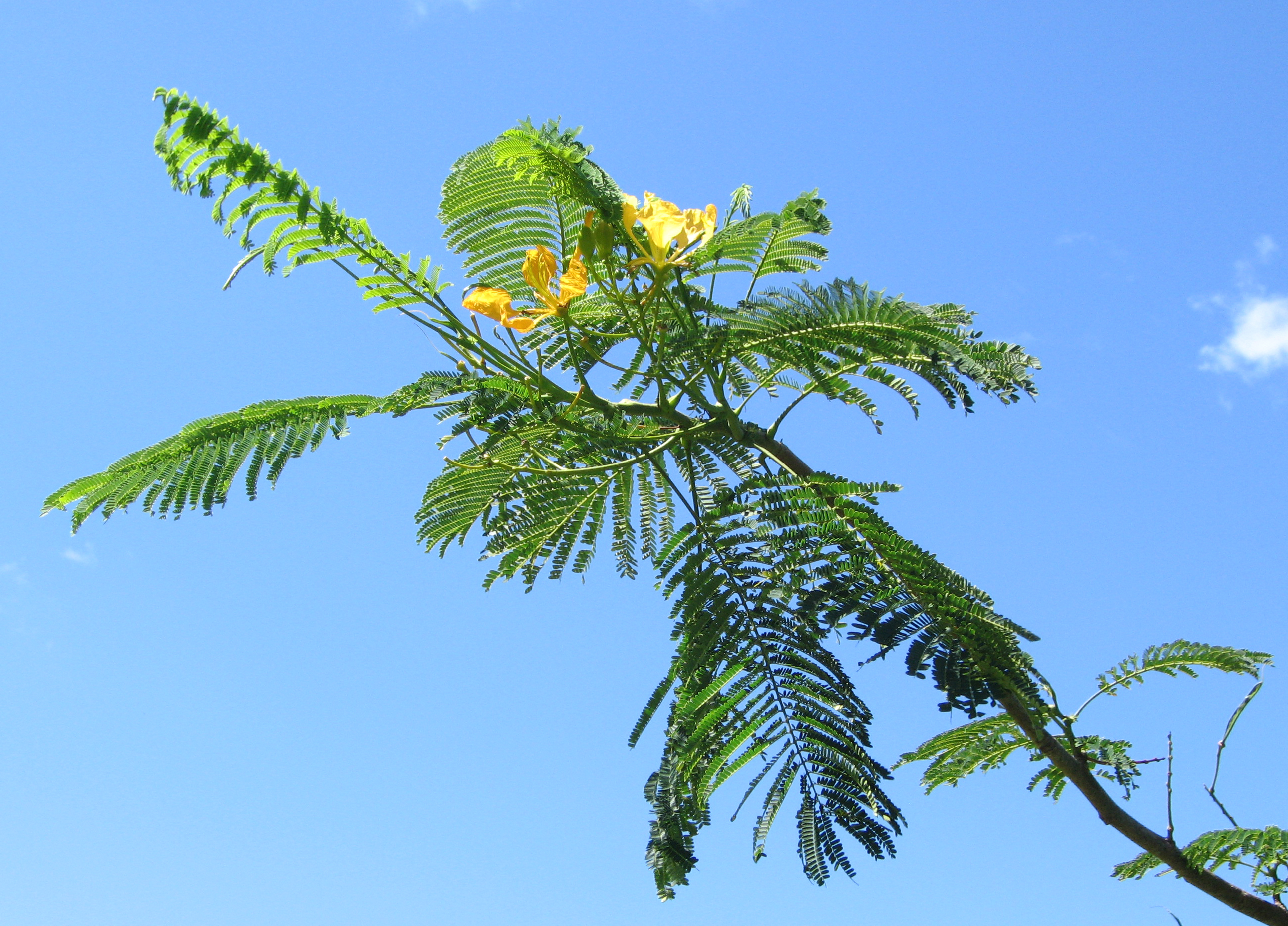Delonix regia   - Branch, yellow flower form