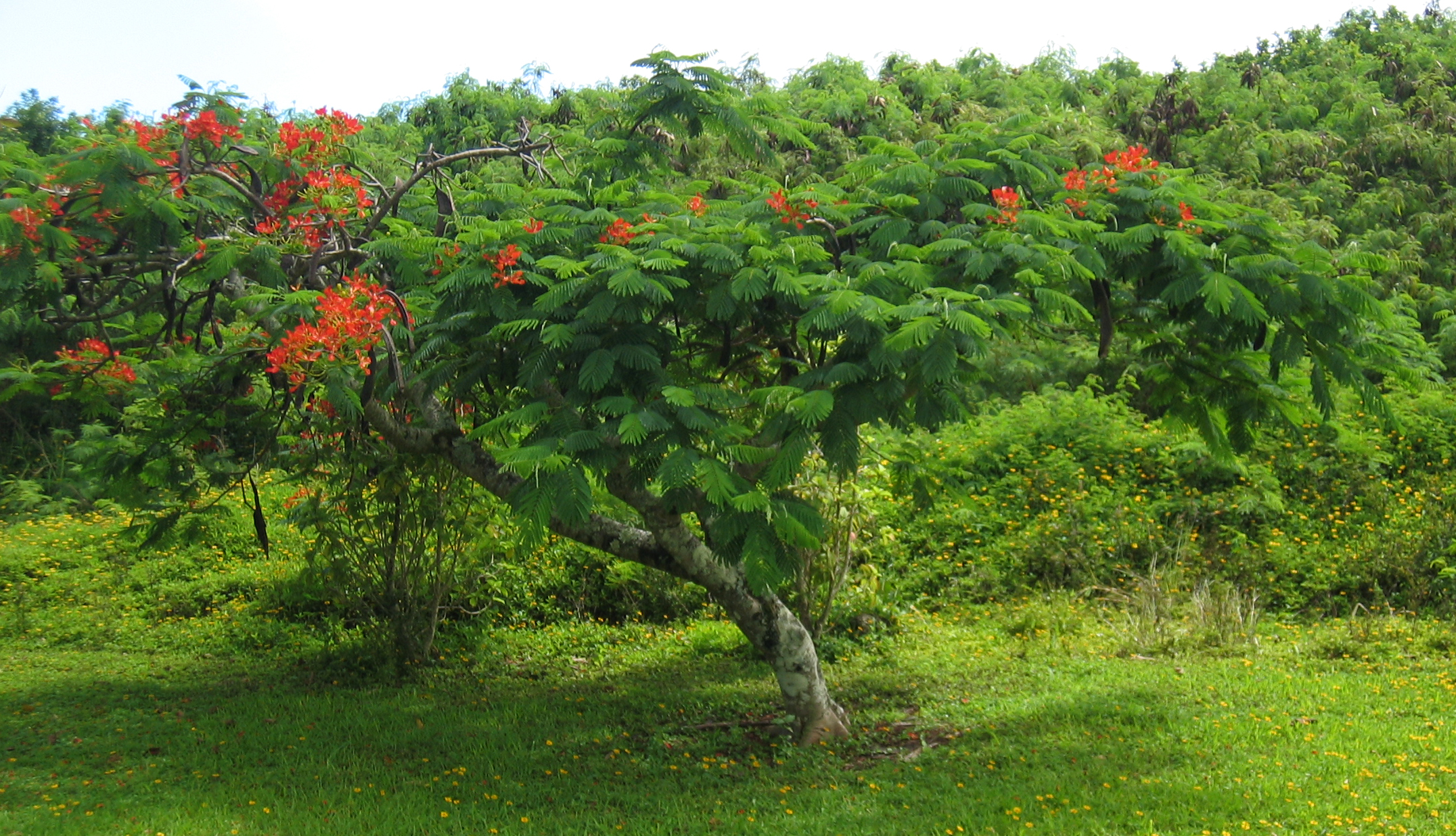 Delonix regia   - Habit, flowering tree